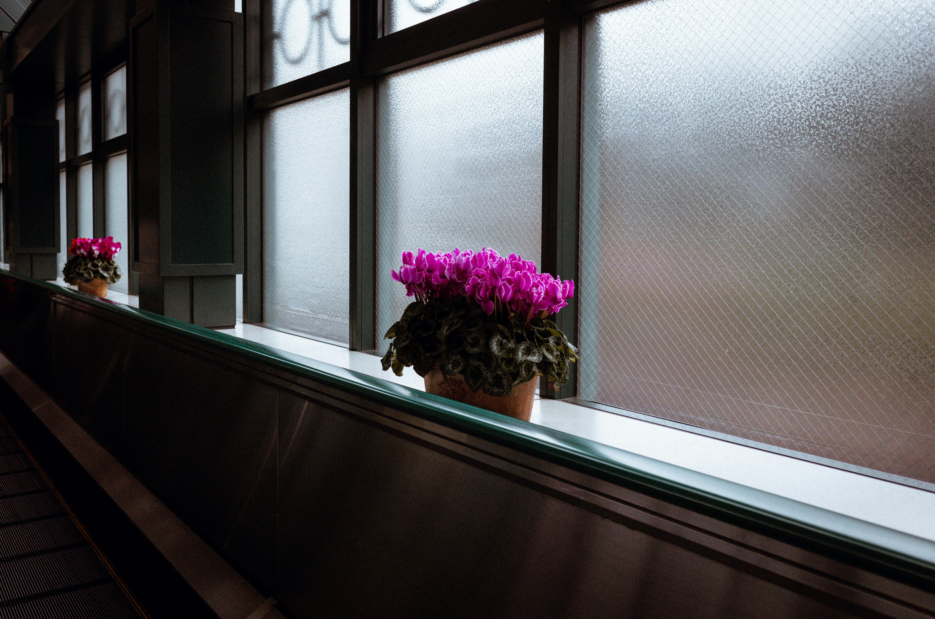 Flores rosas vibrantes en una maceta junto a una ventana esmerilada