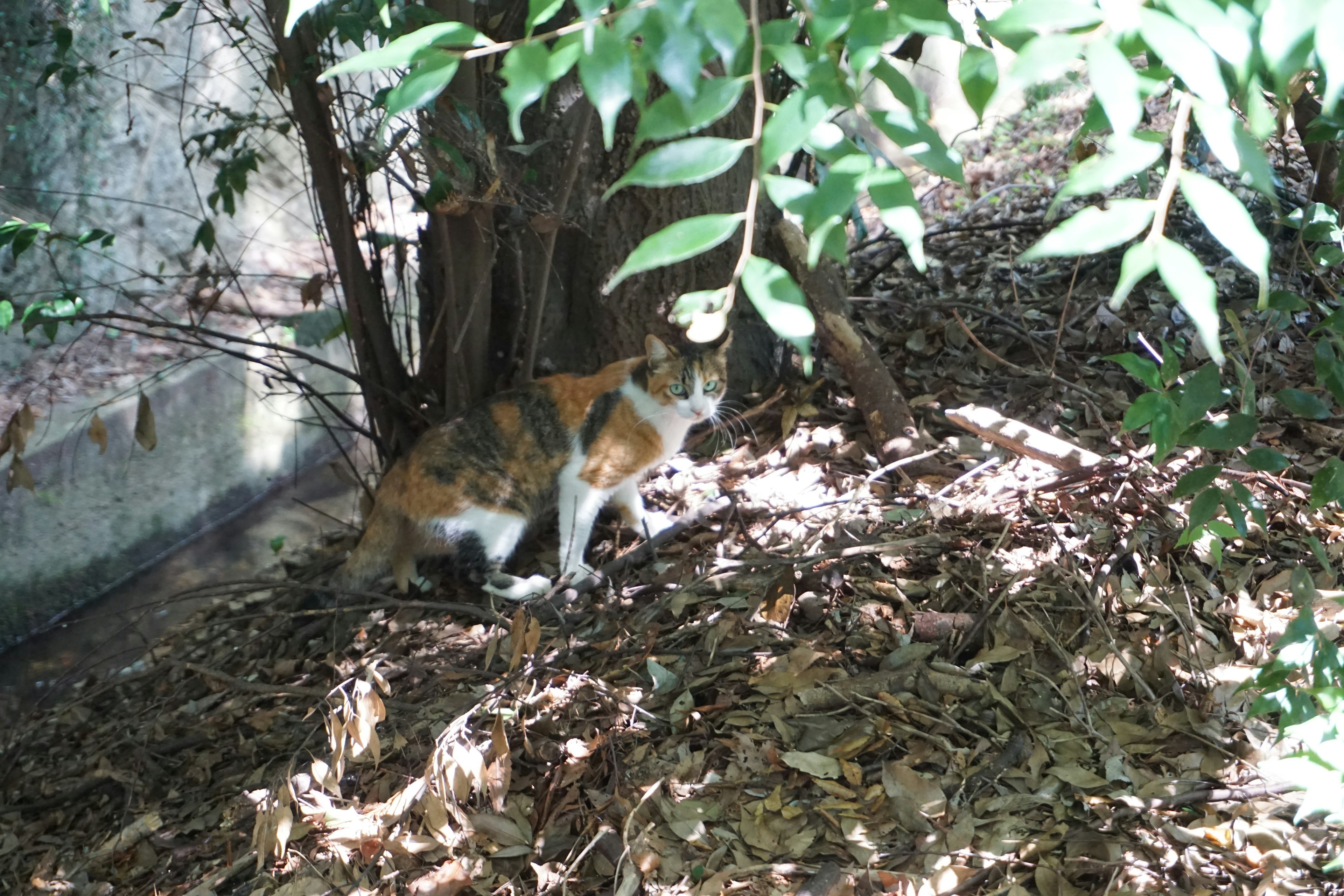 Imagen de un gato calico escondido a la sombra de un árbol