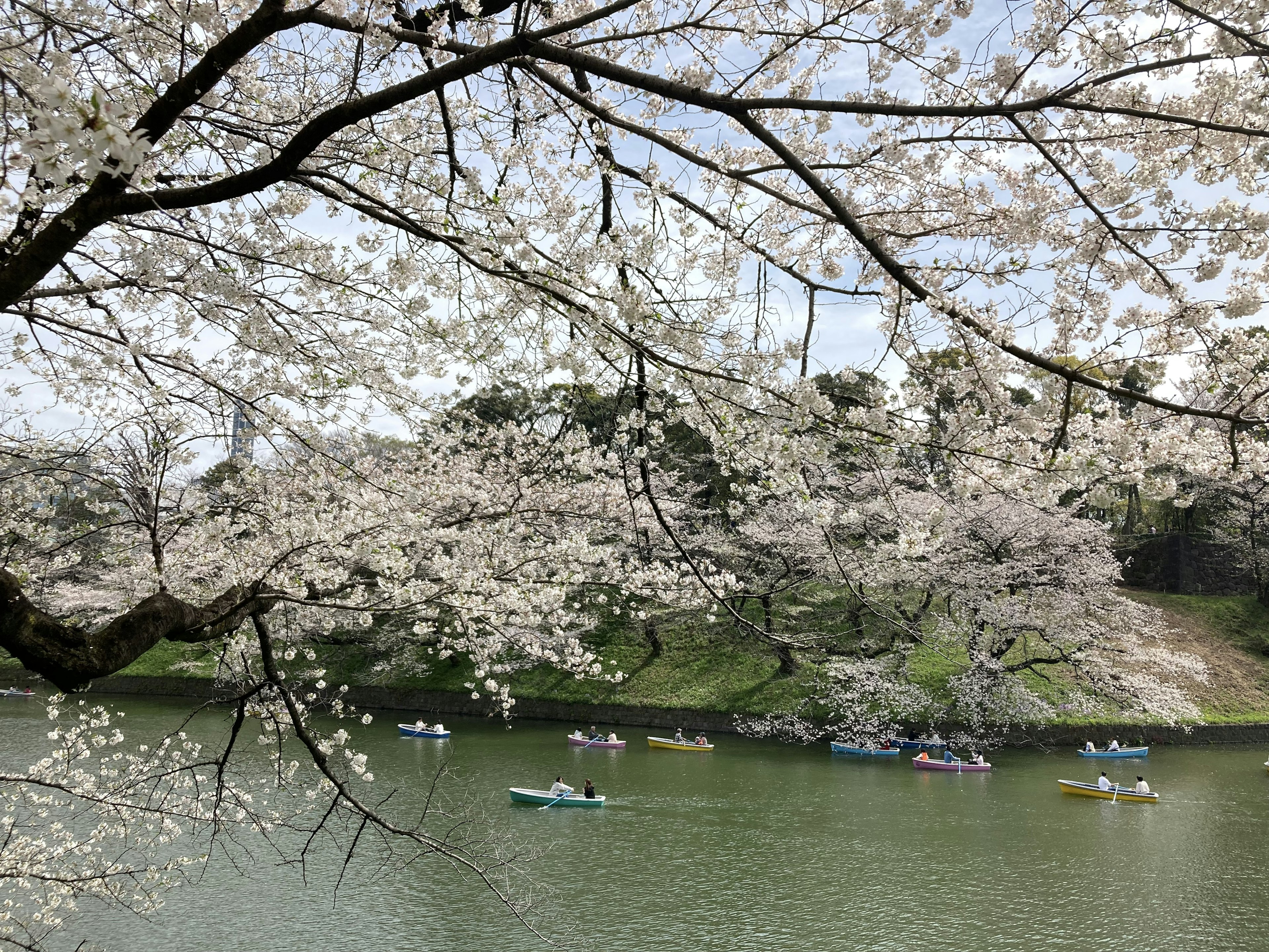 櫻花樹下湖面上划船的人的風景