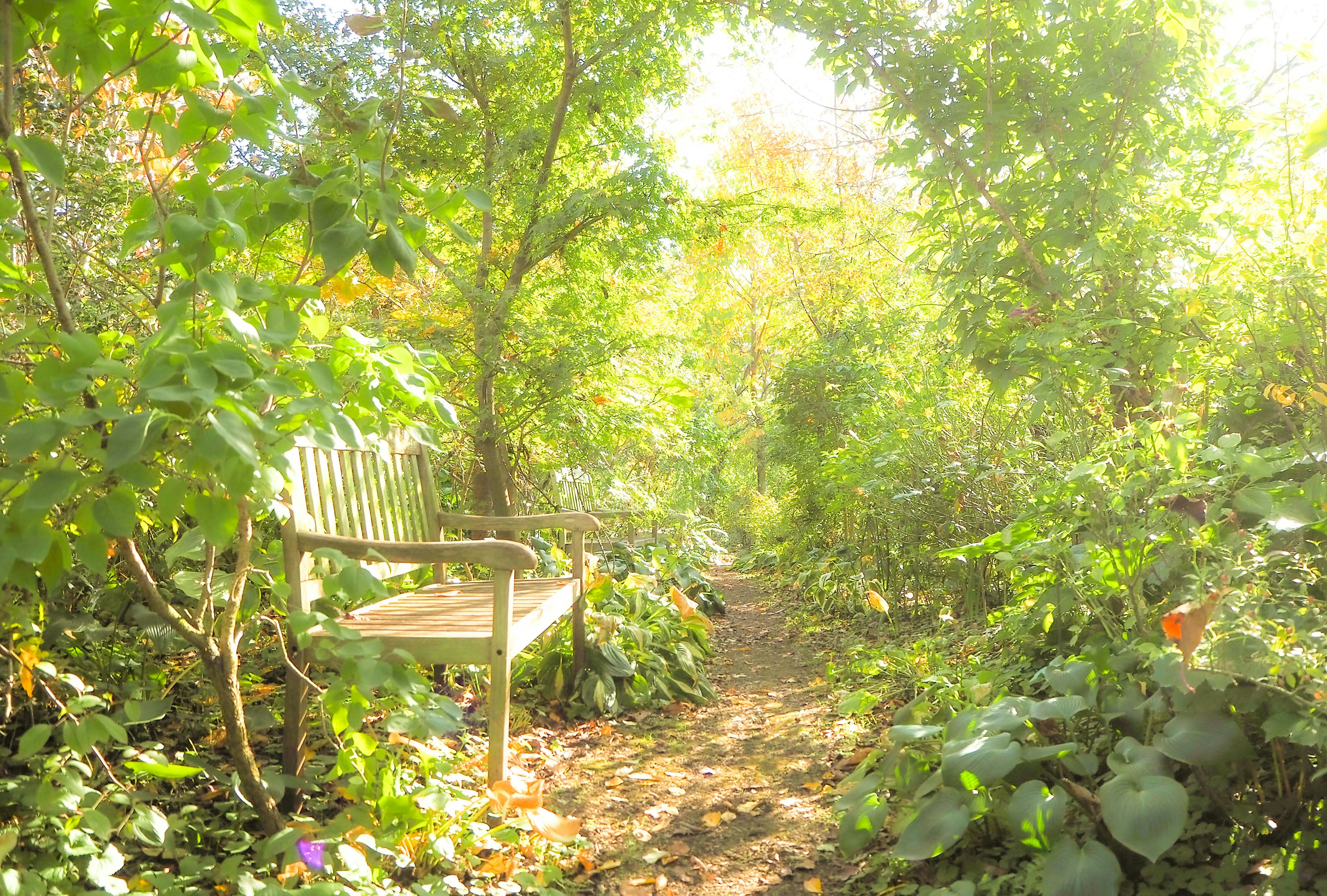 Un banco en un jardín exuberante con un camino sinuoso