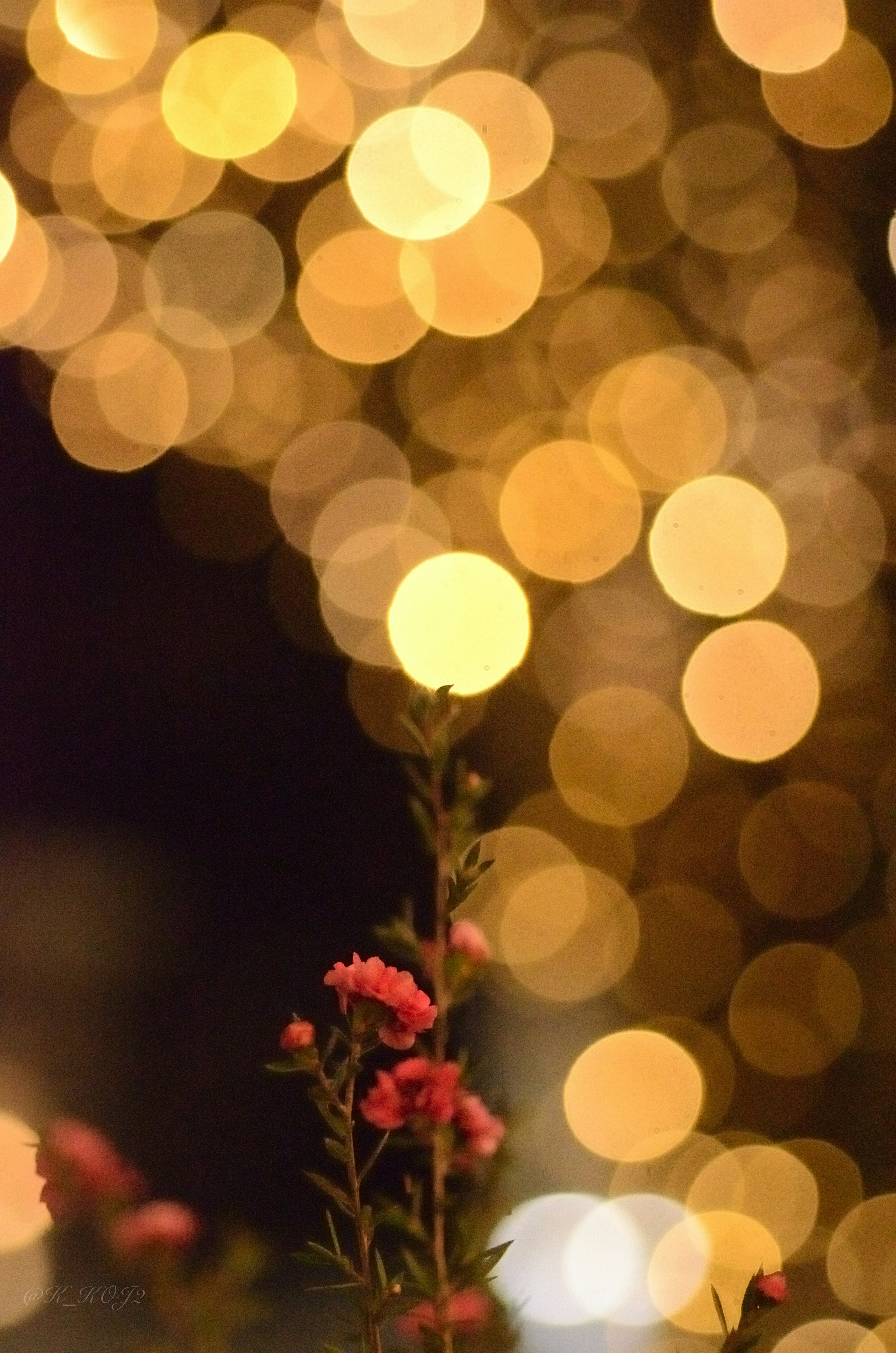 Une fleur rouge se distingue sur un fond flou de lumières dorées