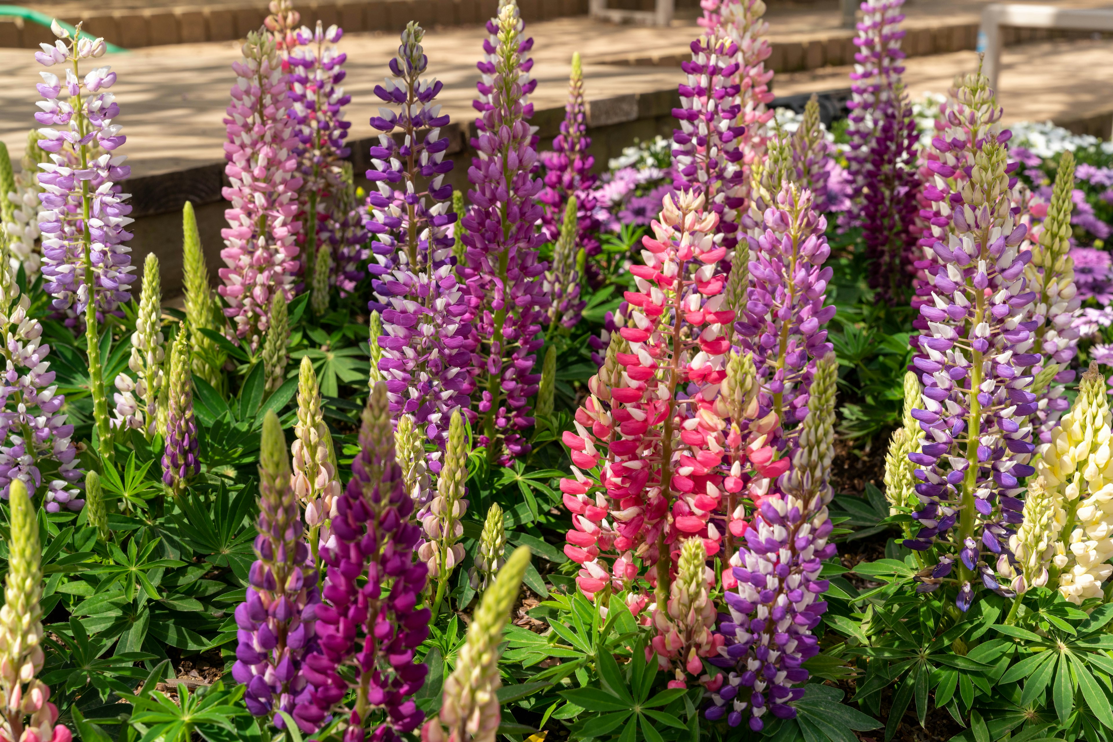 Un jardin vibrant rempli de fleurs de lupin colorées dans différentes nuances