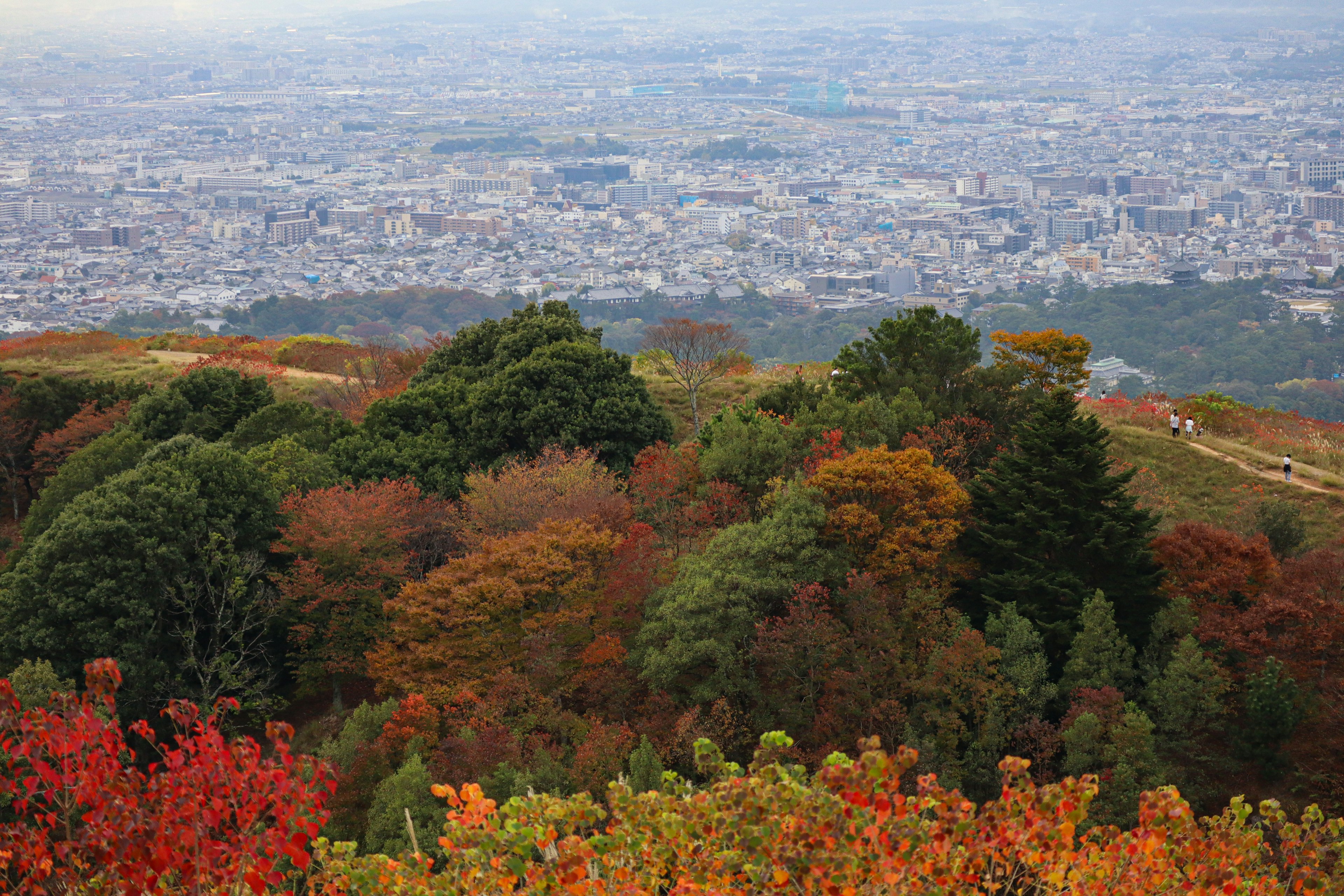 Feuillage d'automne coloré surplombant un paysage urbain