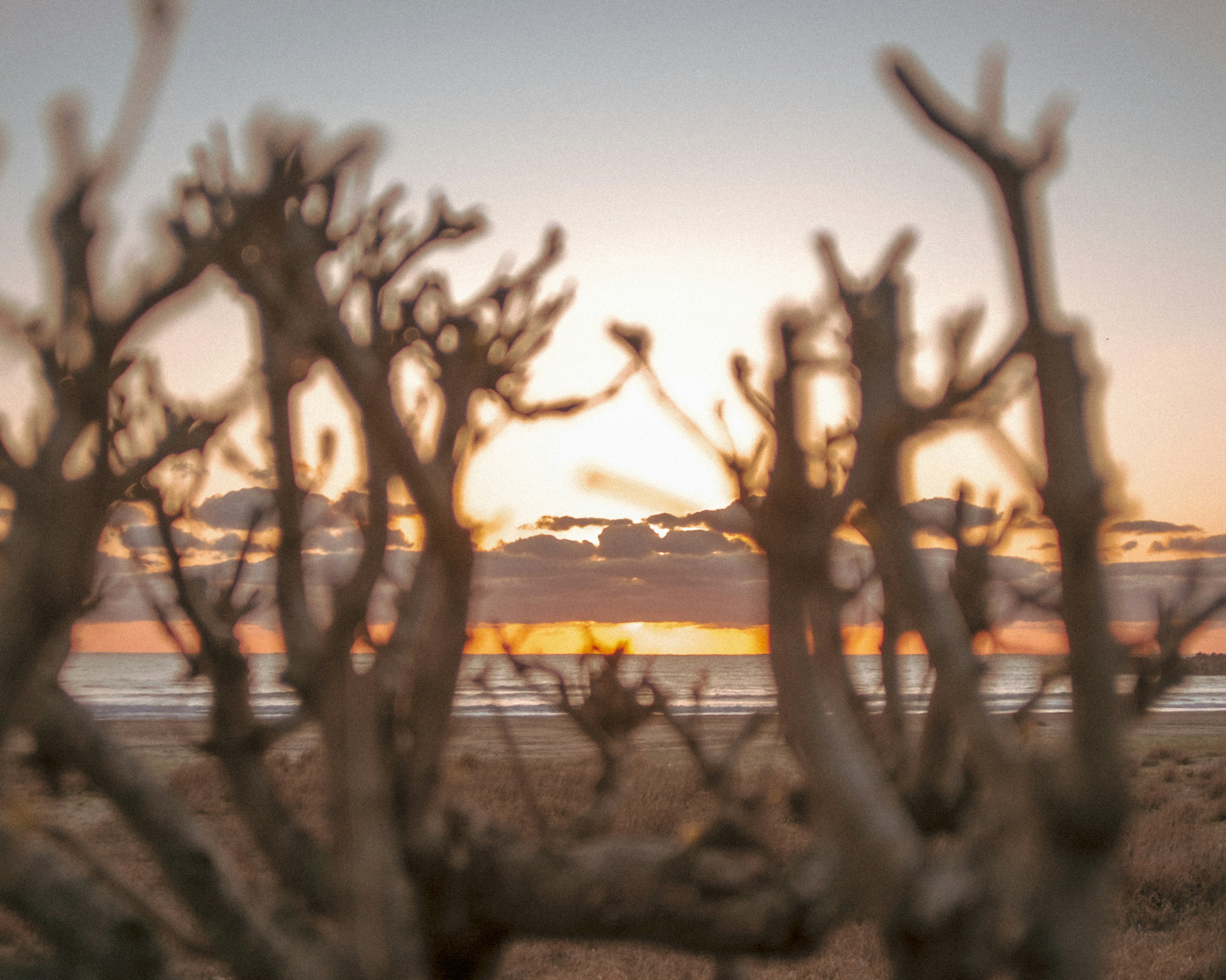 Silueta de ramas con fondo de atardecer