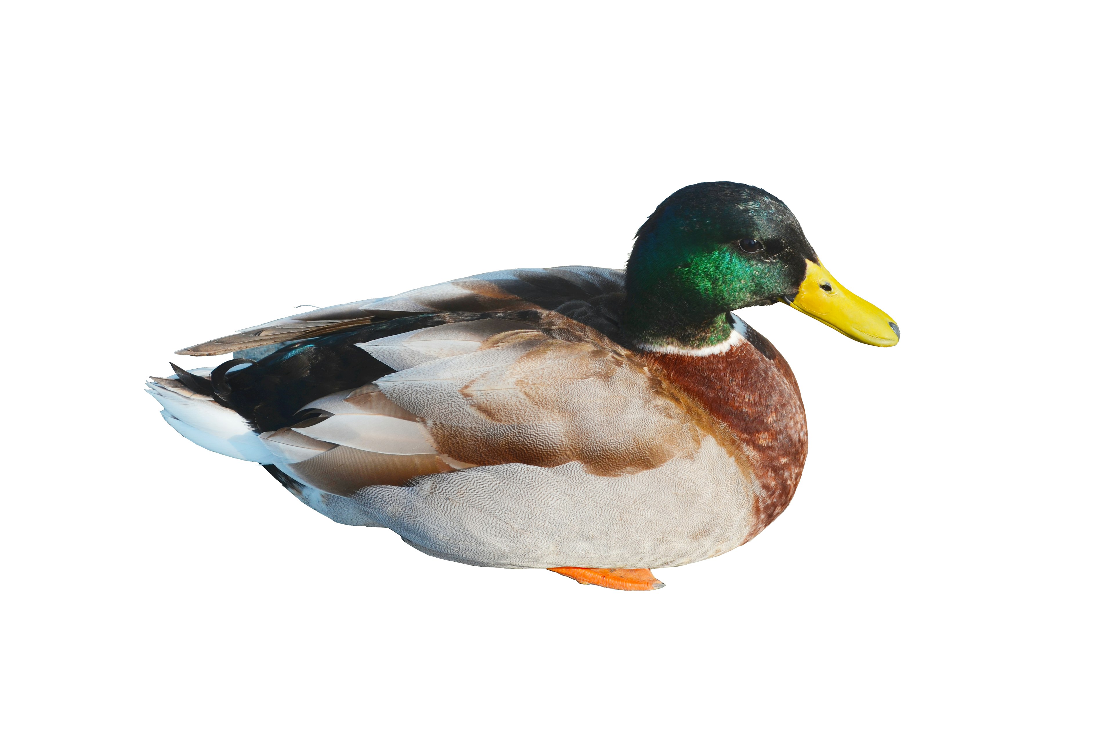 Vịt mallard đực trên nền trắng