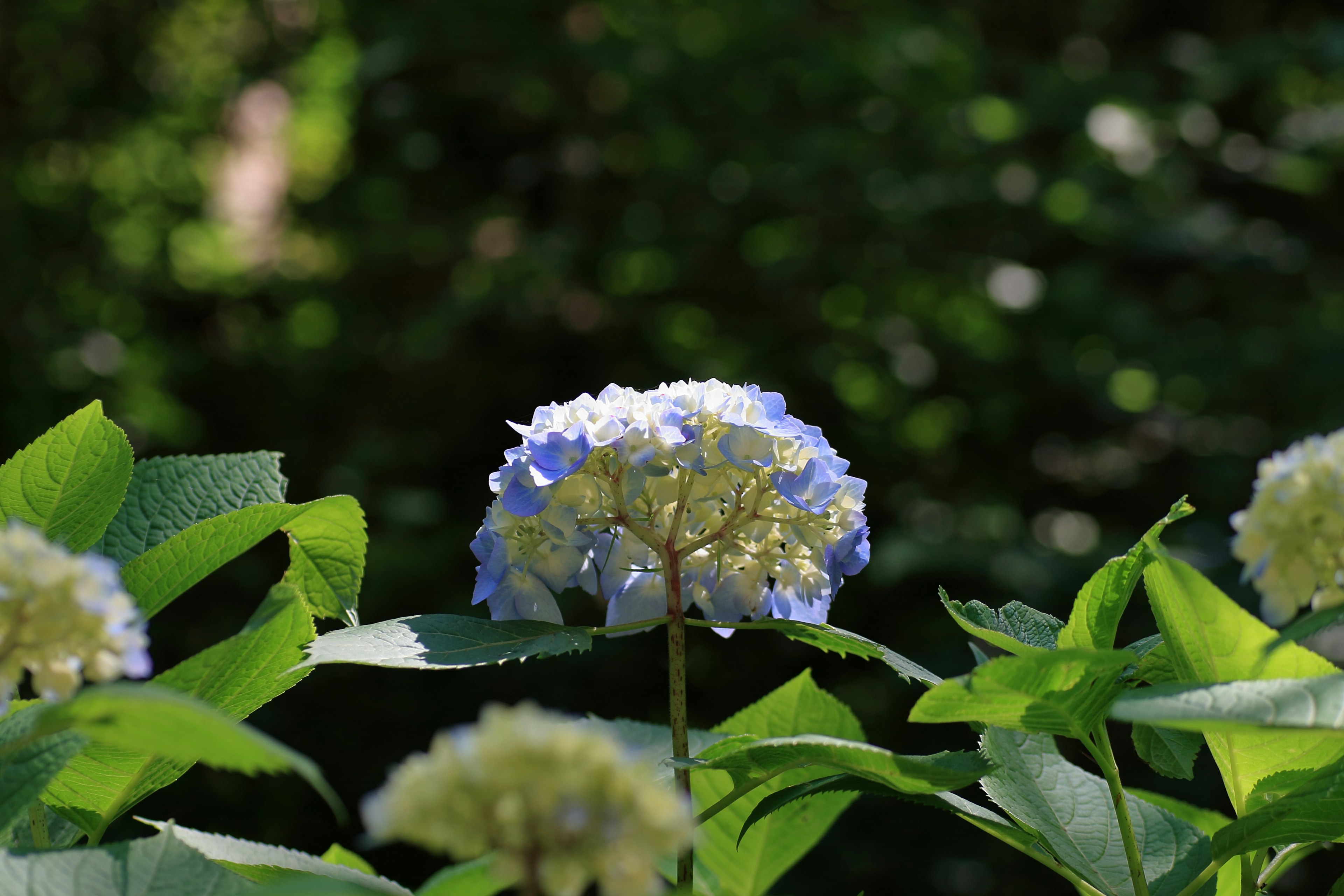 Blaue und weiße Hortensienblüte umgeben von grünen Blättern