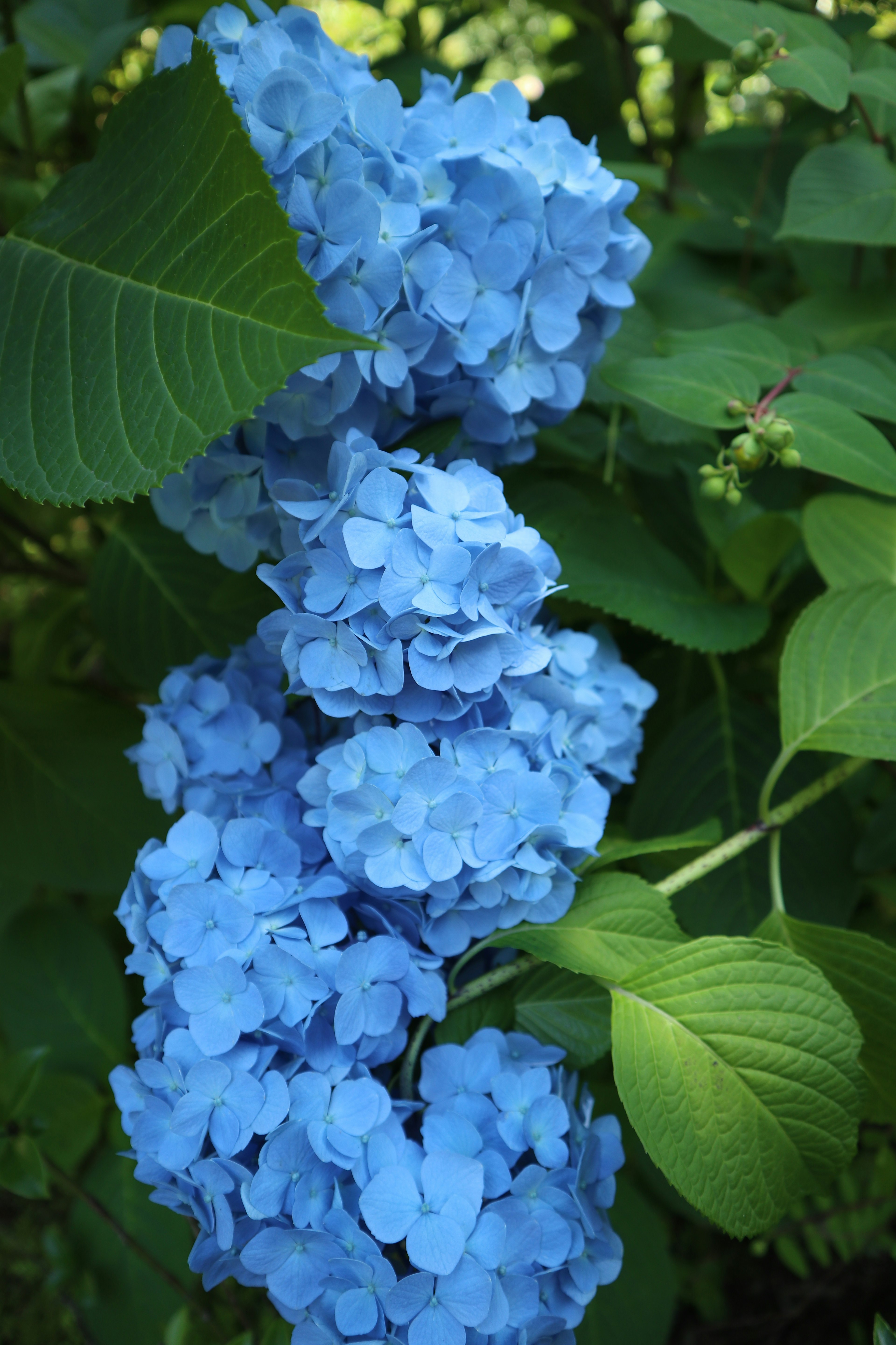 Un gruppo di fiori di ortensia blu circondati da foglie verdi