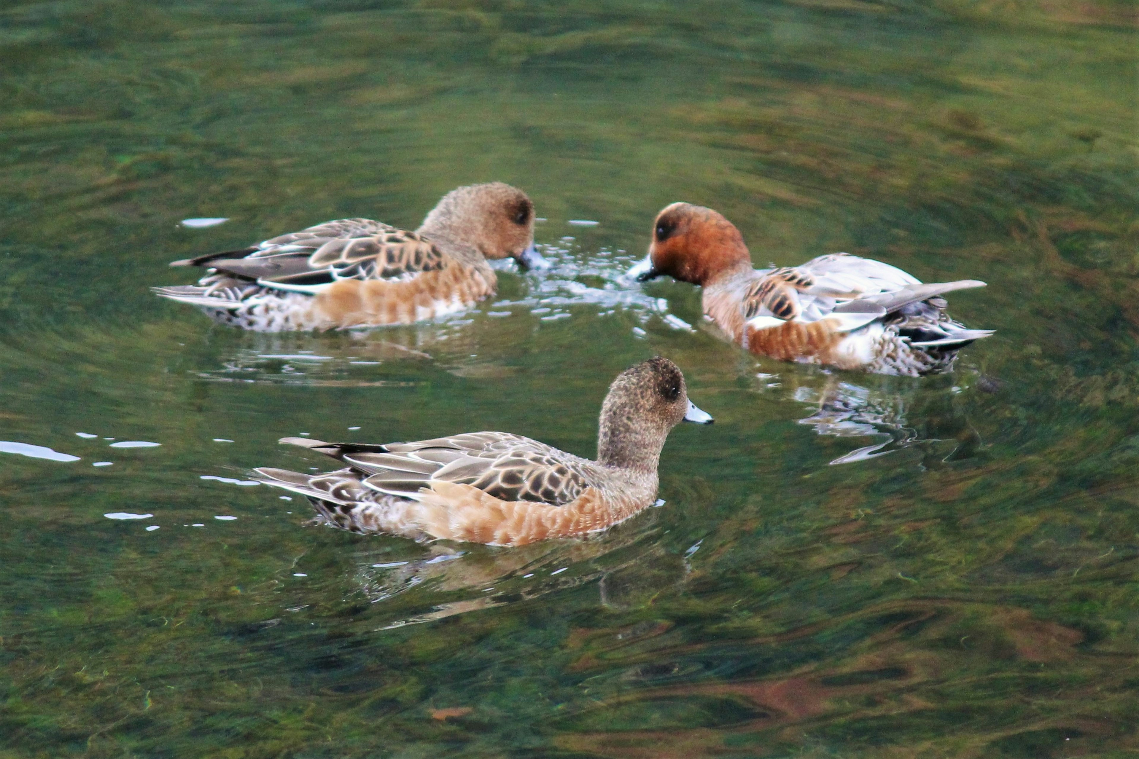 Tre anatre che nuotano in un lago chiaro