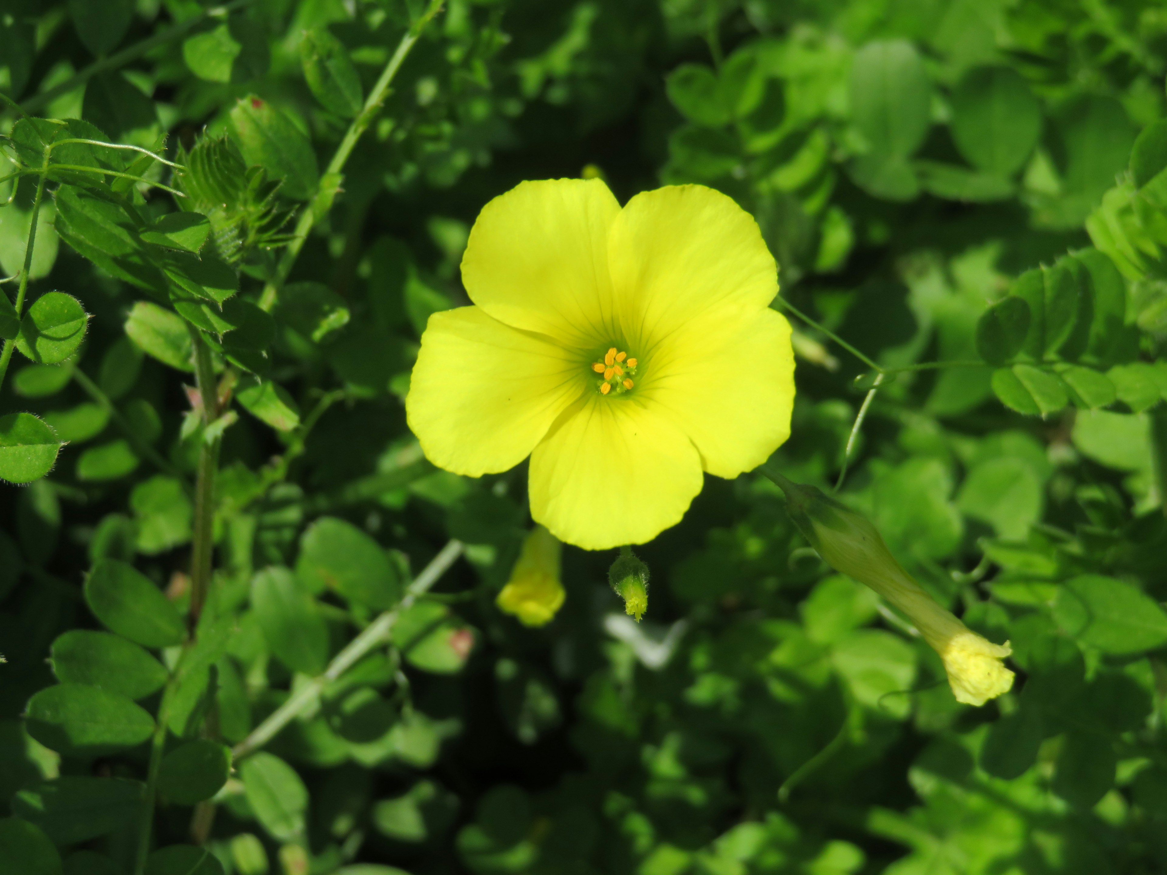 Eine lebhafte gelbe Blume, umgeben von grünen Blättern