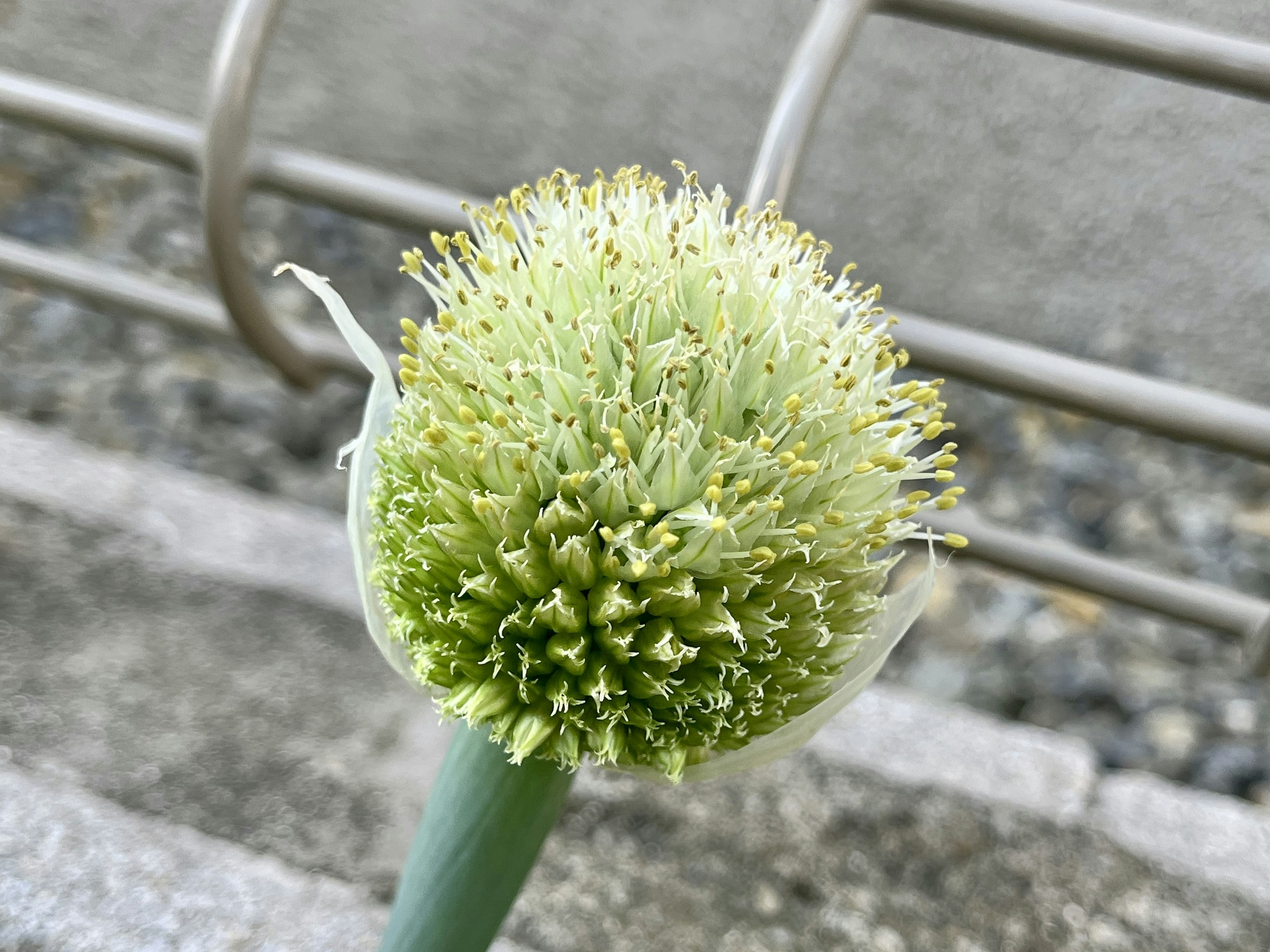 Close-up of a spherical flower with white and green hues