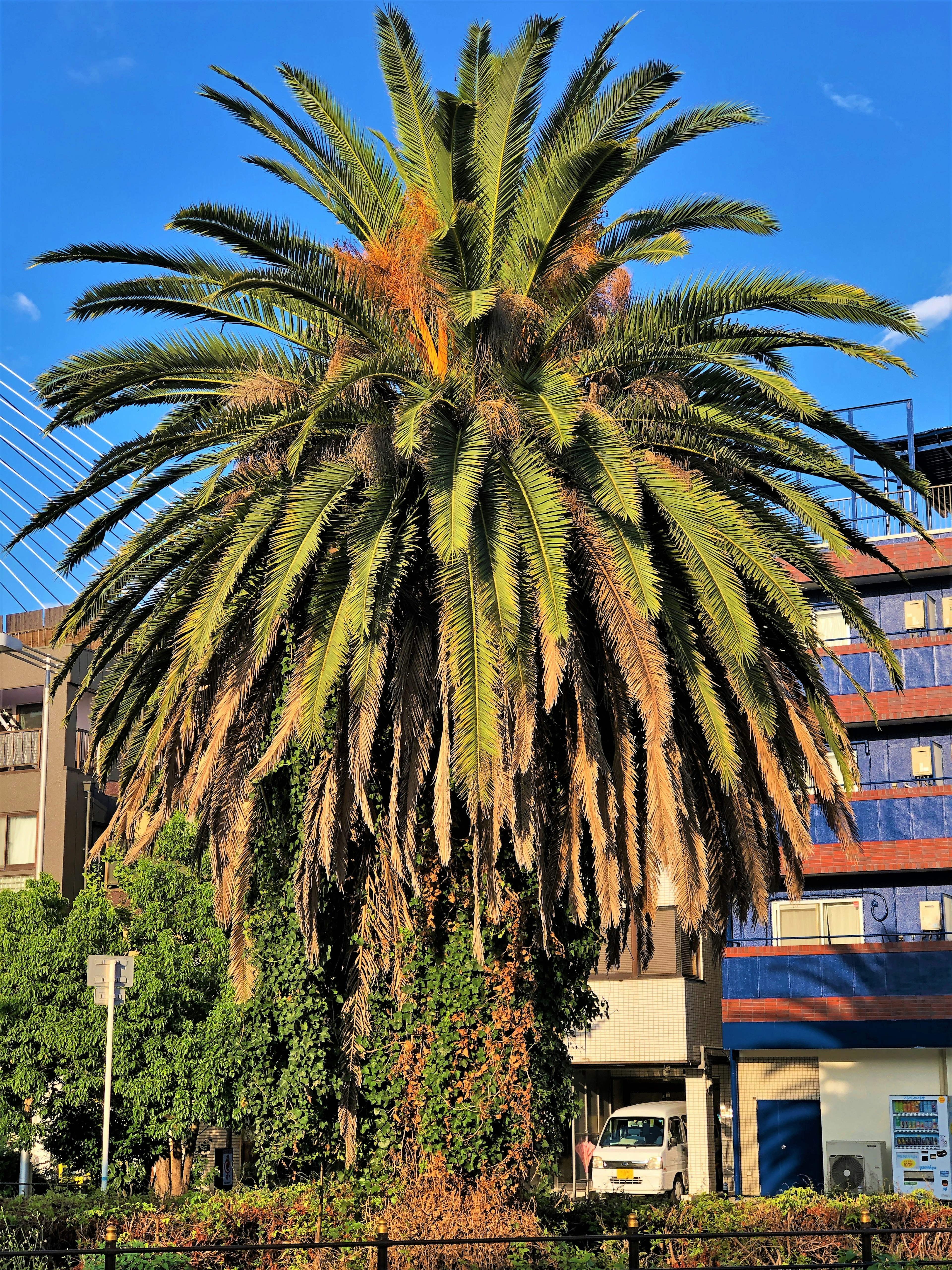 Alto árbol de palma contra un fondo azul