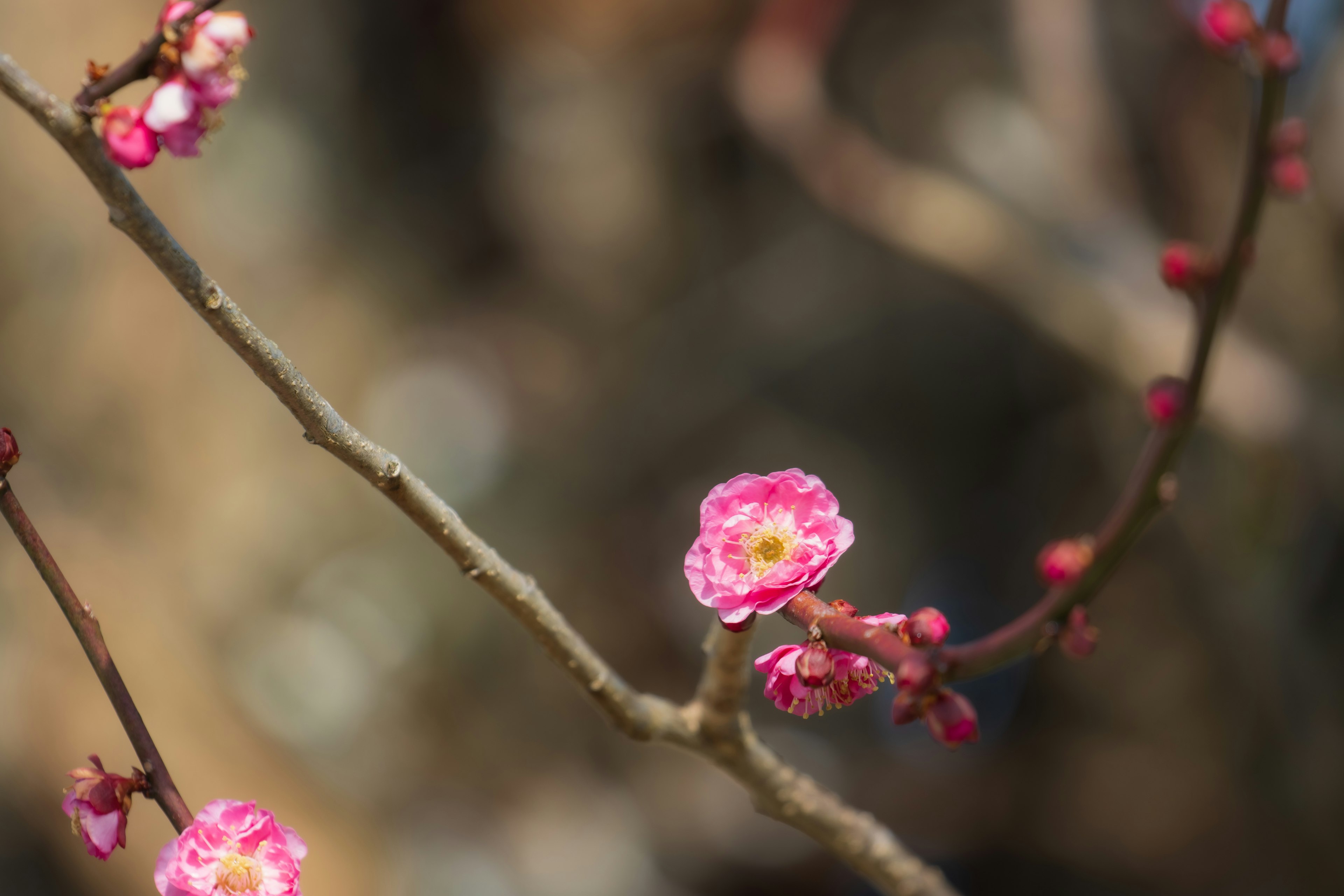 Close-up of cherry blossom flowers on a branch