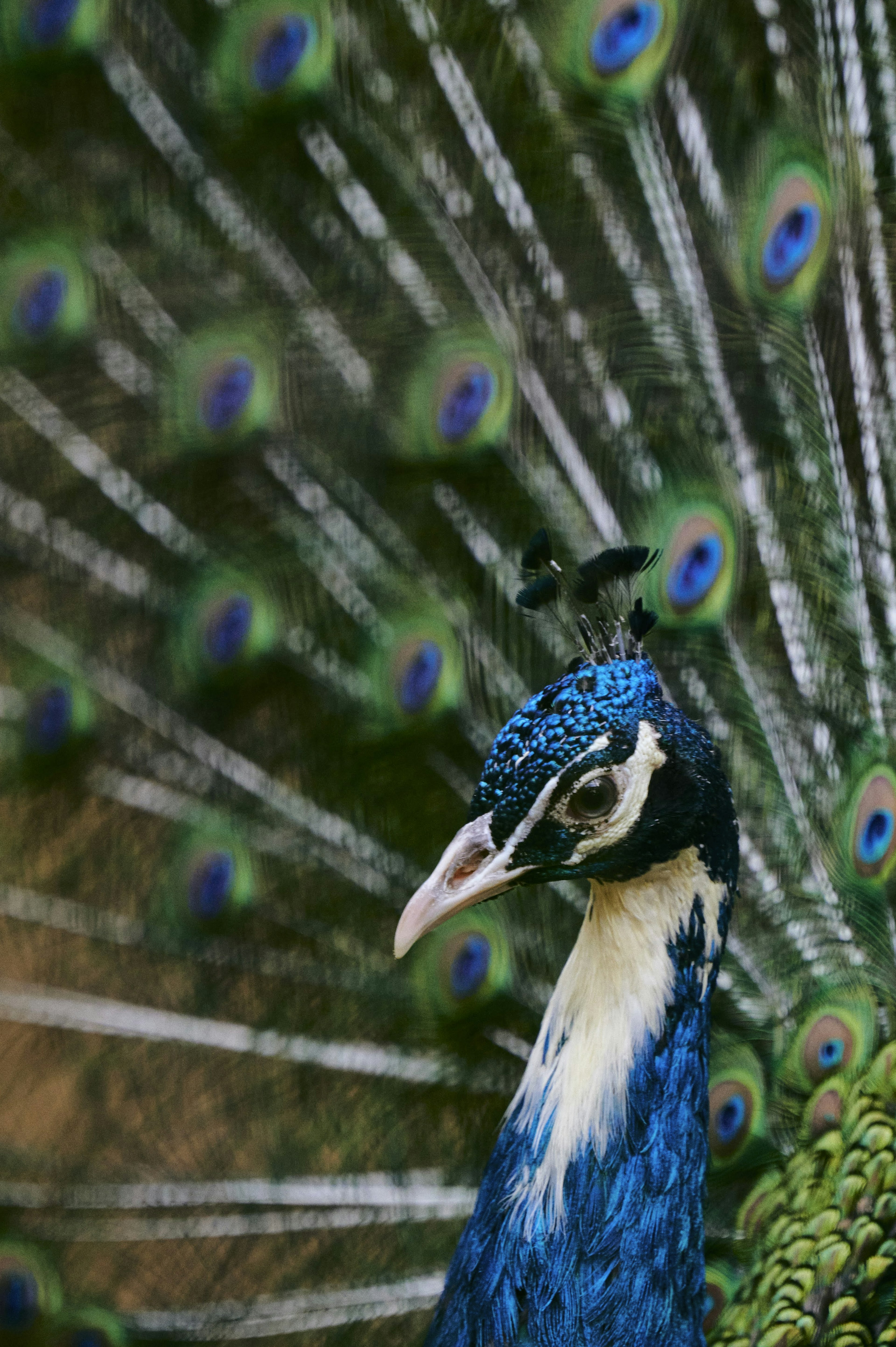 A beautiful blue peacock displaying its feathers