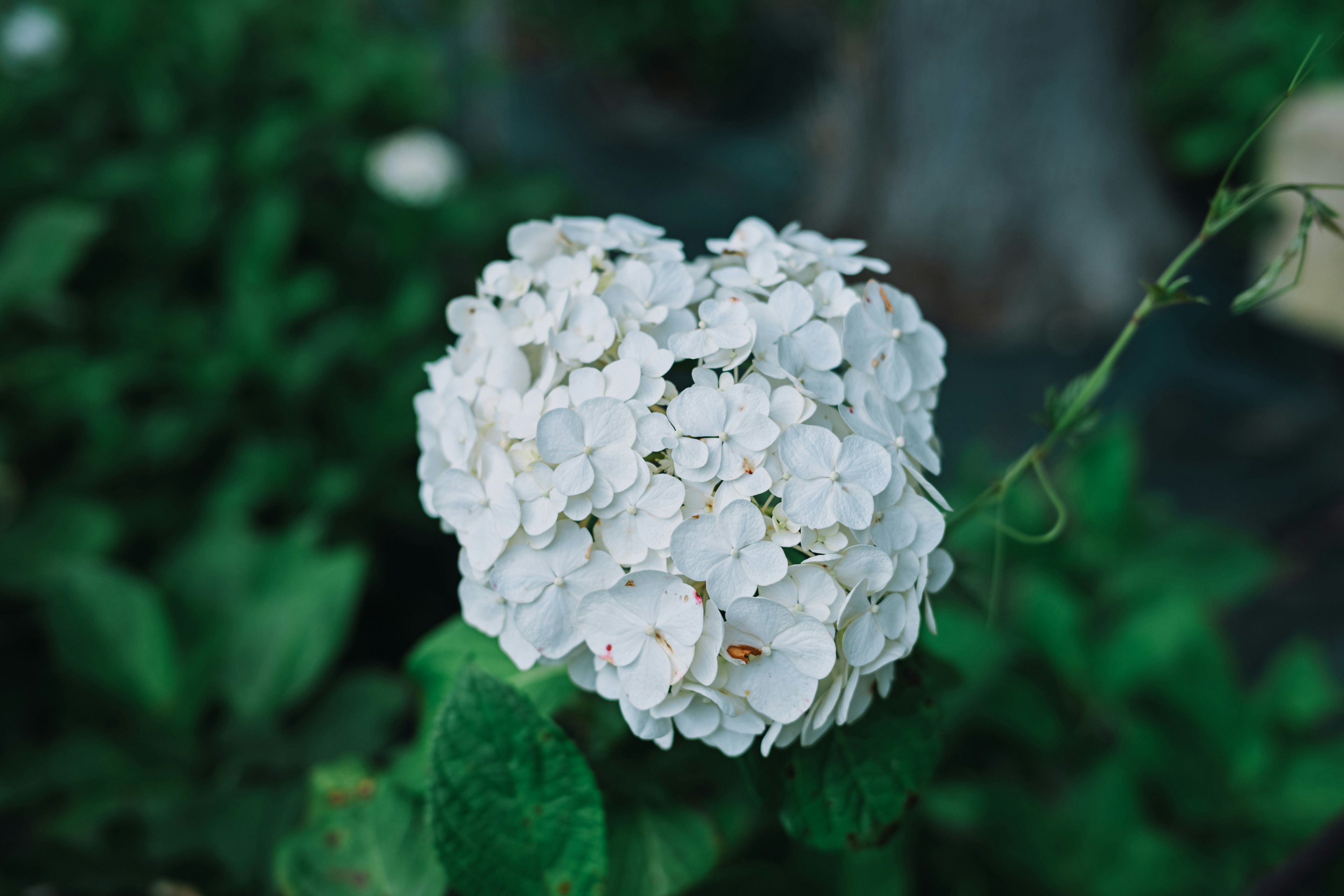 Grappolo di fiori bianchi circondato da foglie verdi