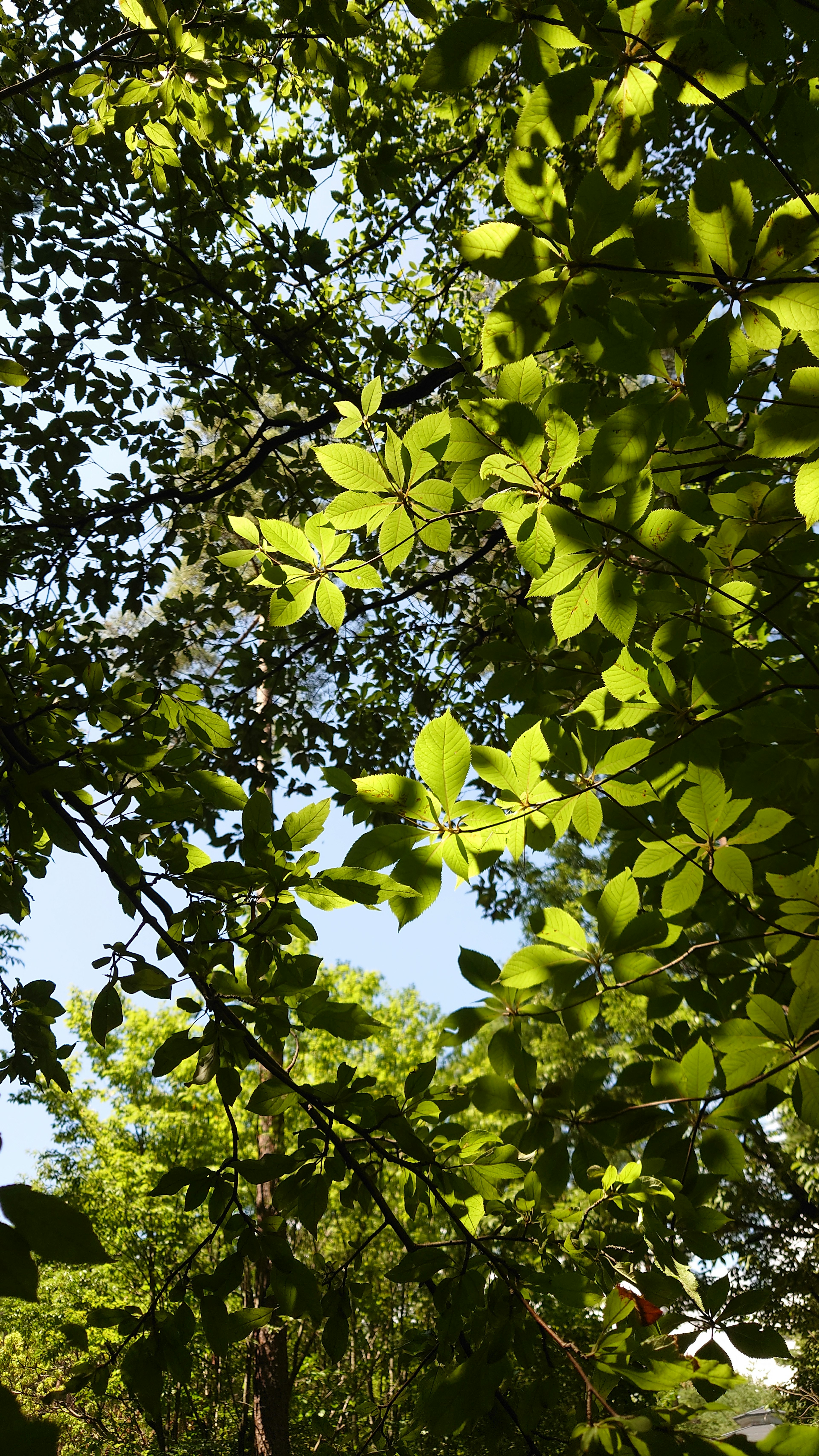 Una vista de hojas verdes exuberantes con el cielo azul asomando entre los árboles