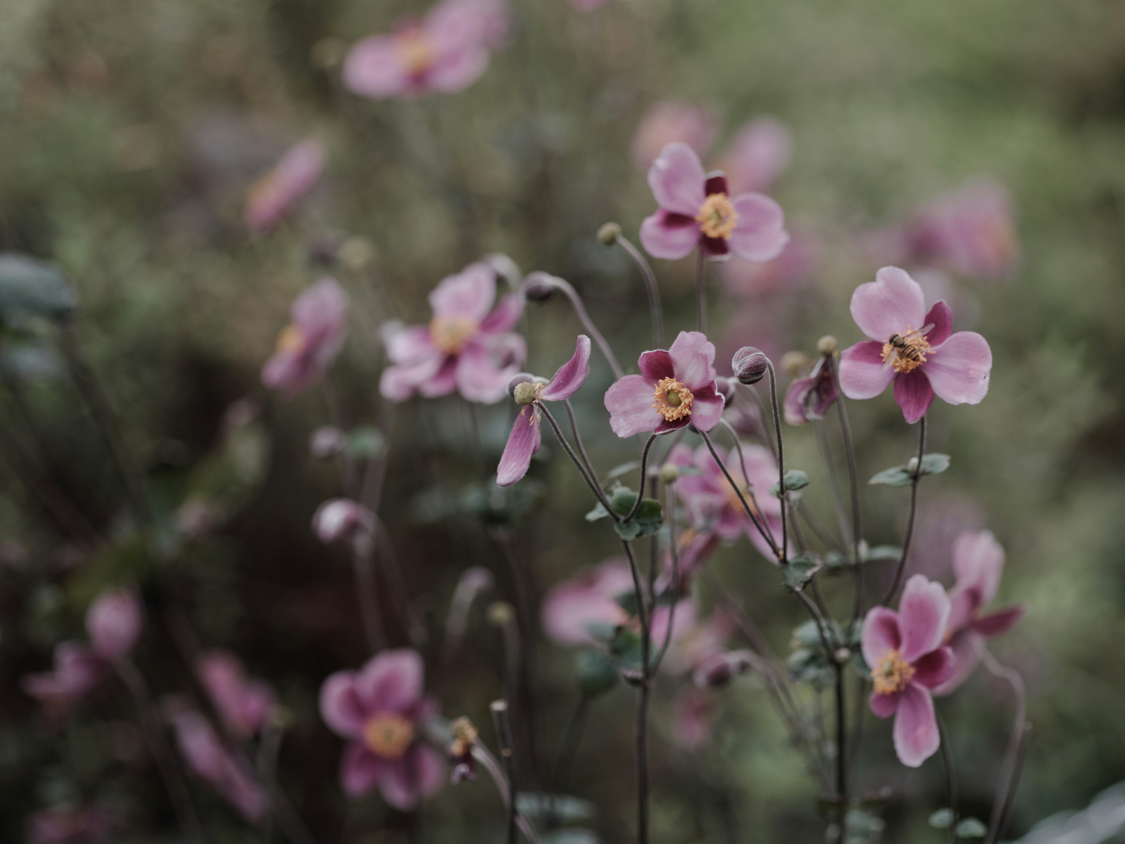 Zarte rosa Blumen blühen vor grünem Hintergrund