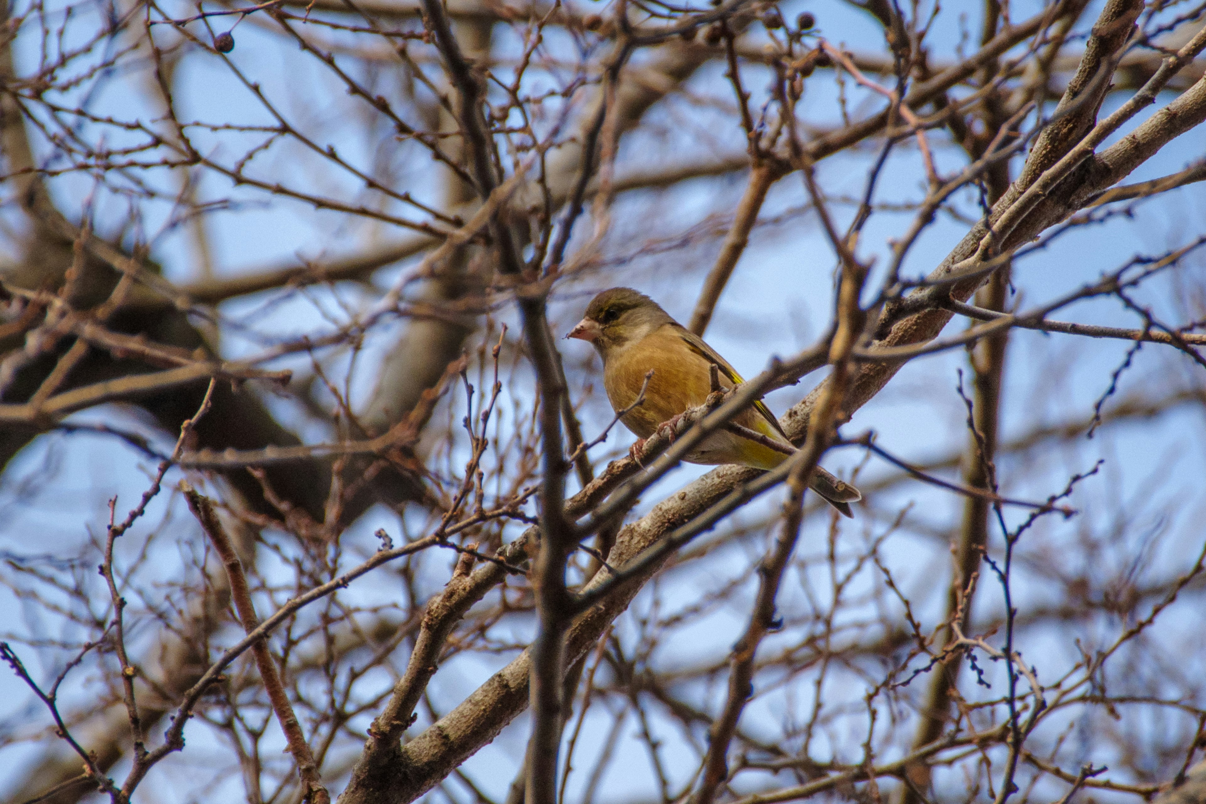 Uccello giallo appollaiato su rami con sfondo di albero invernale