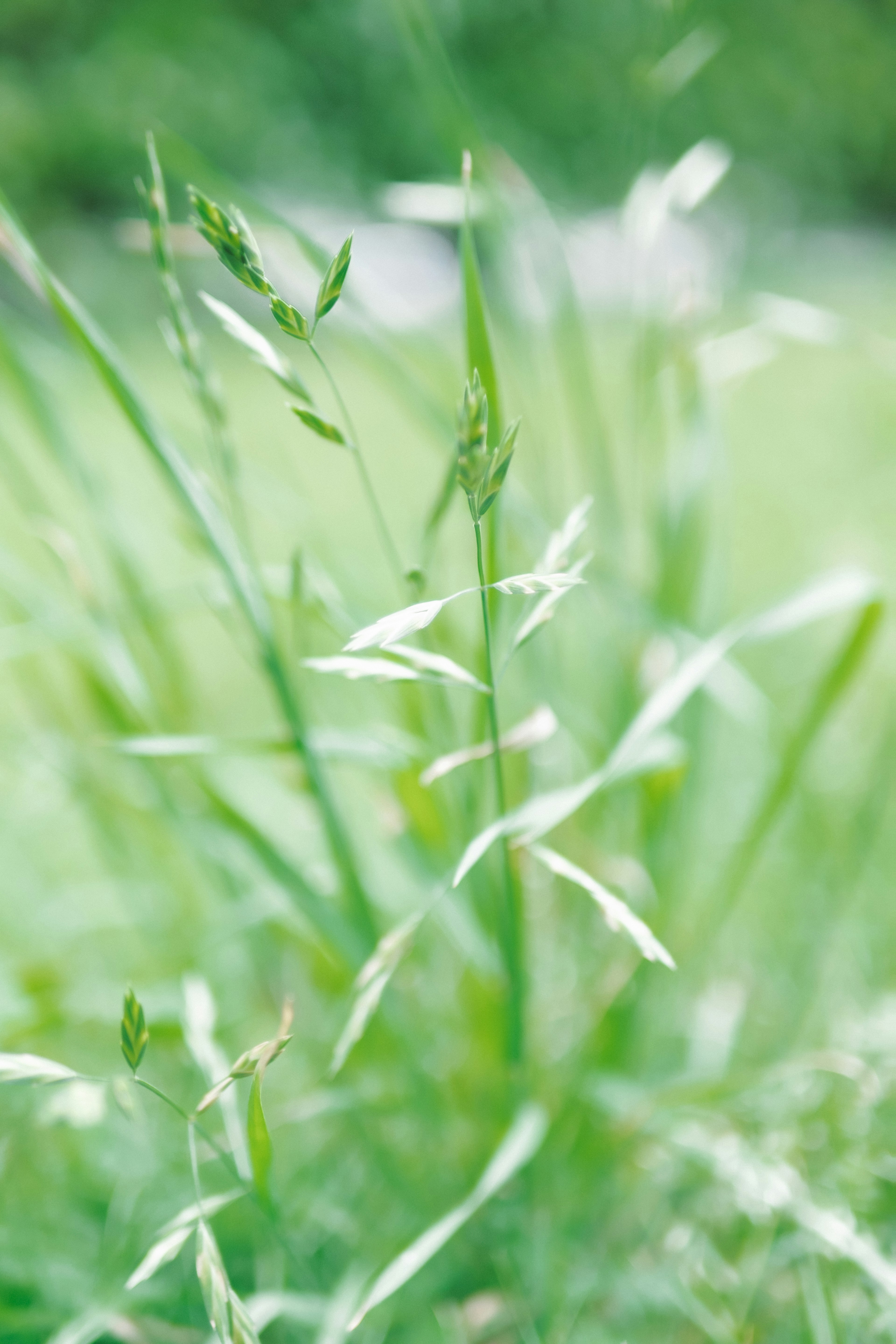 Nahaufnahme von schlankem Gras mit grünem Hintergrund