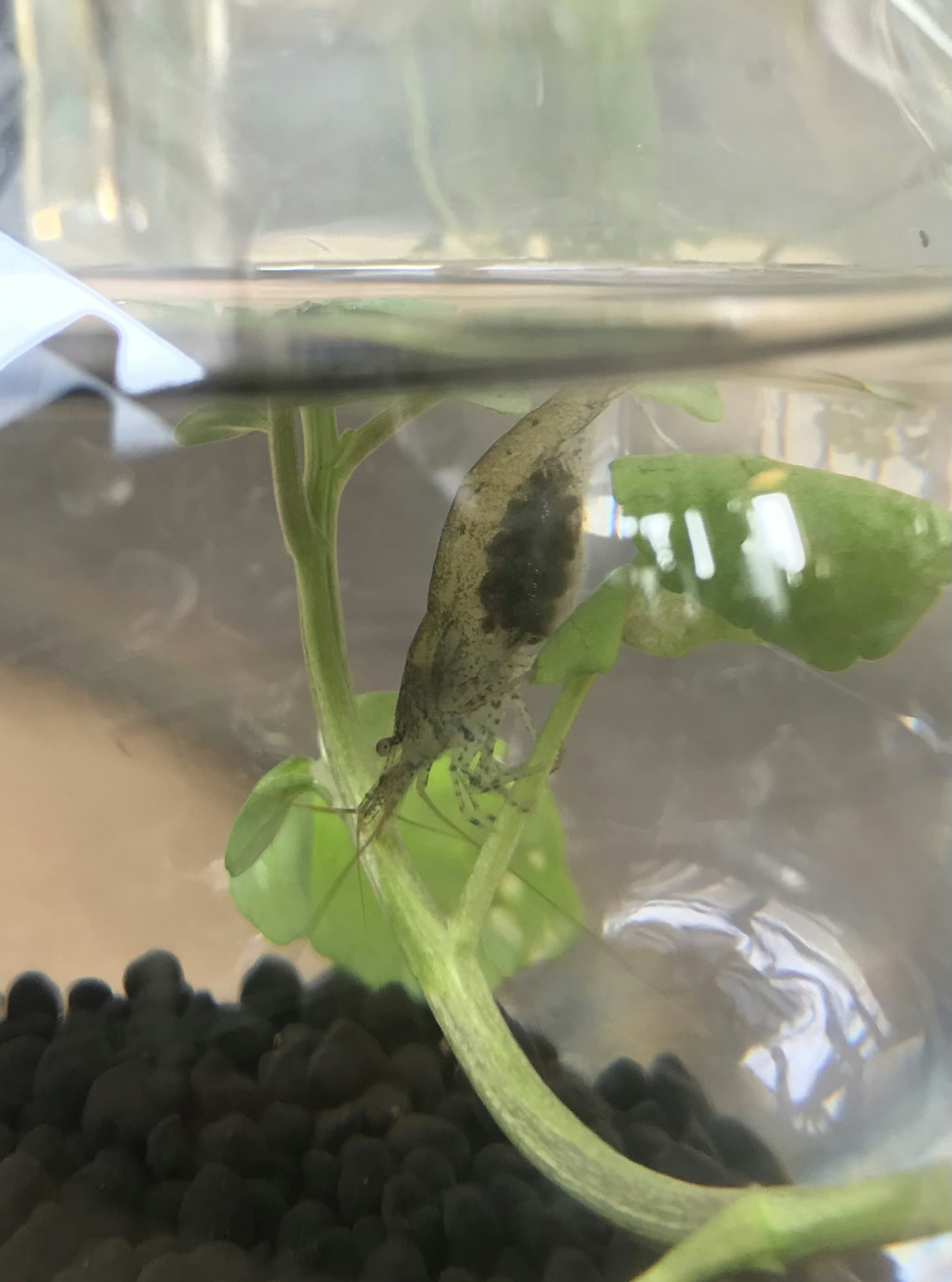 Camarón en un tanque de vidrio con planta acuática verde