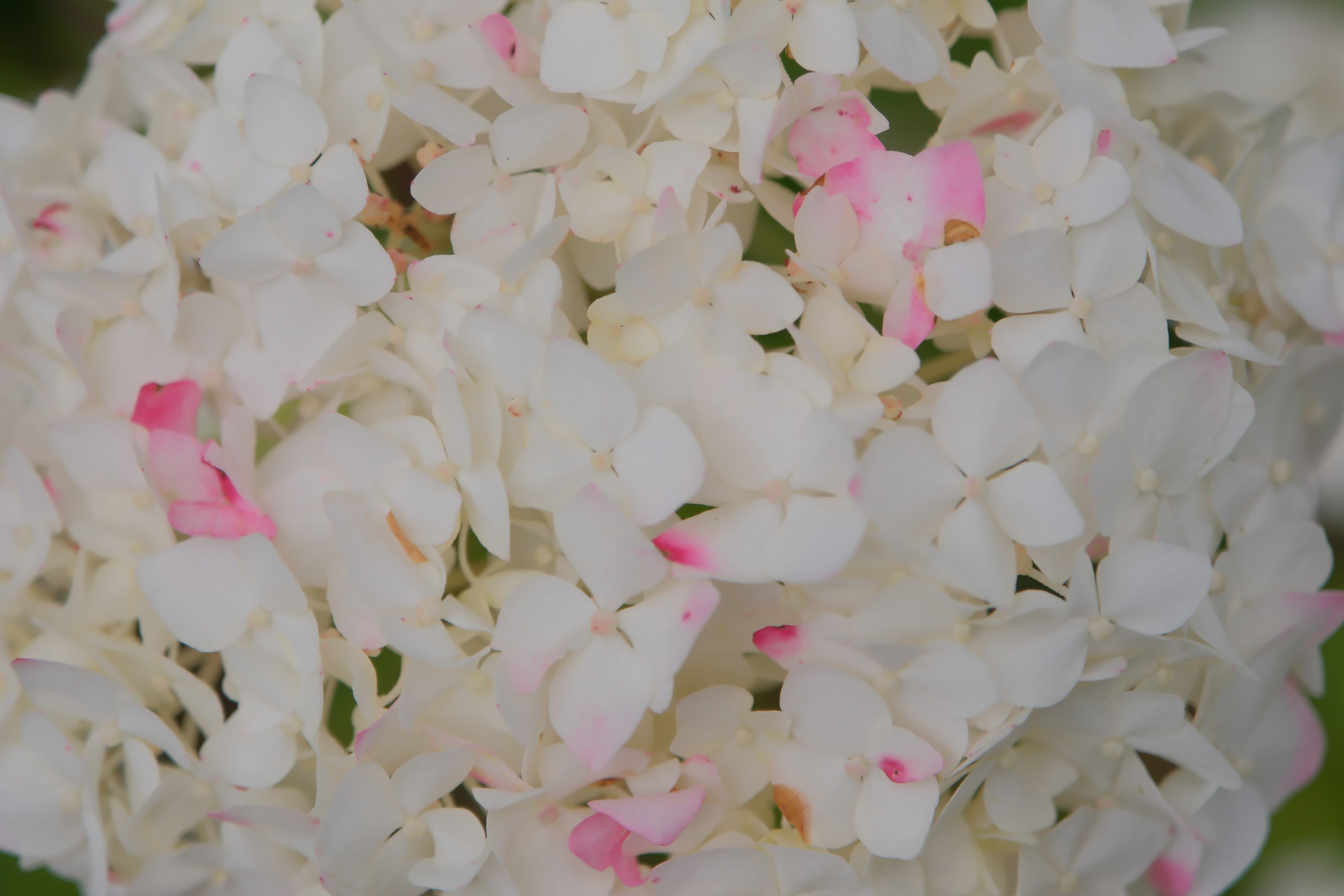 Gros plan d'une plante avec des pétales blancs et des accents roses