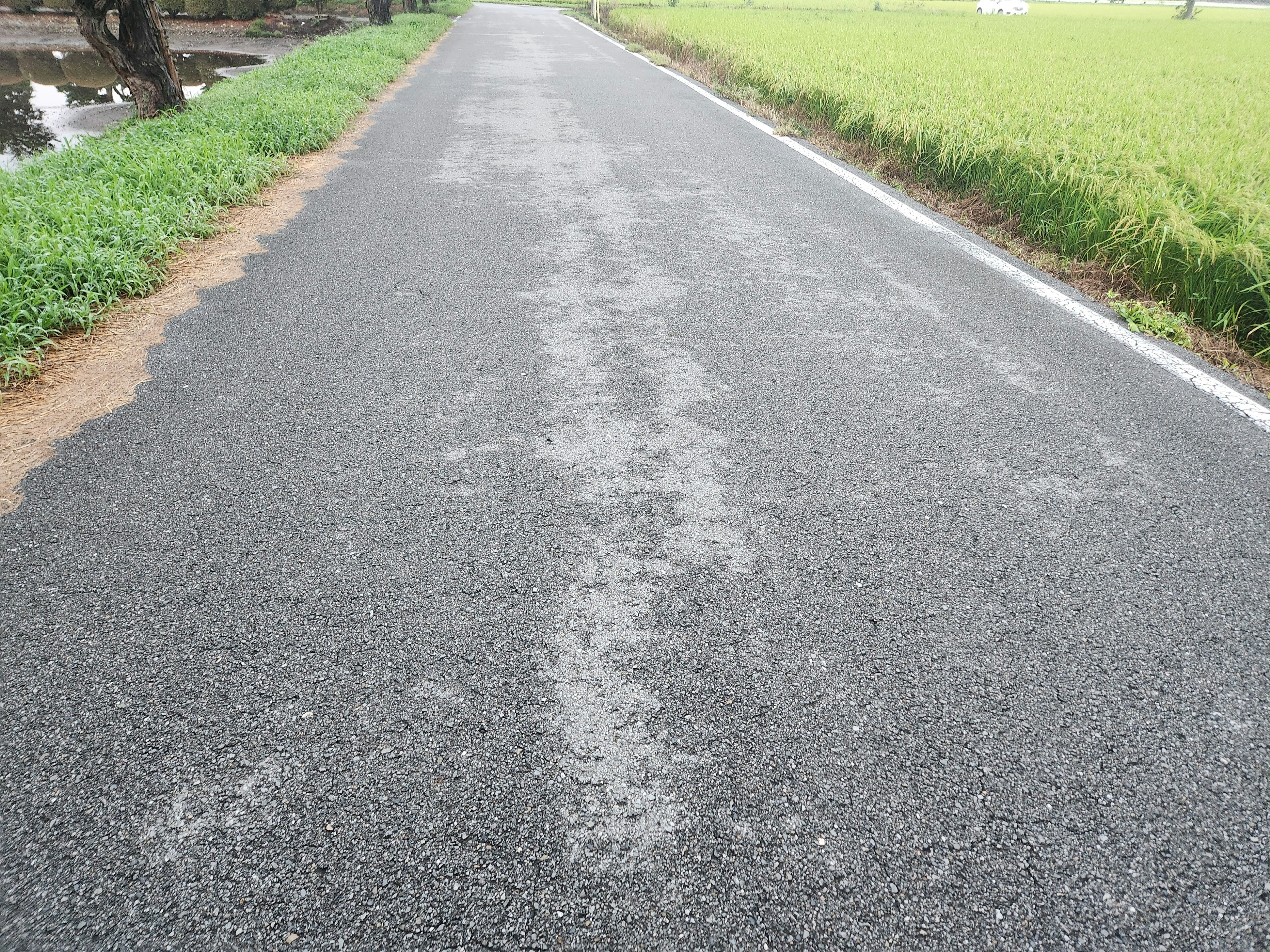 Route pavée entourée de champs de riz verts