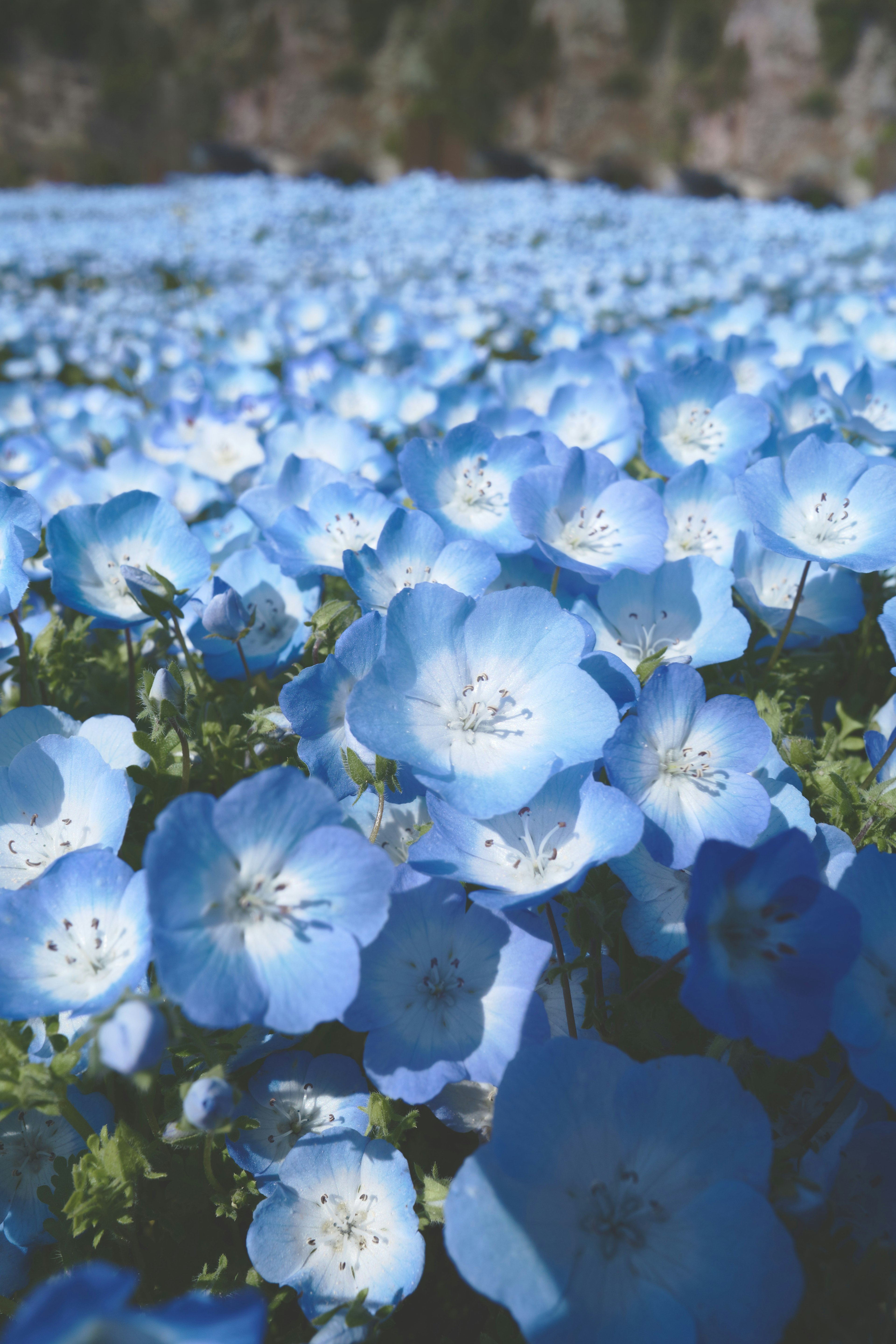 A beautiful landscape of blooming blue flowers