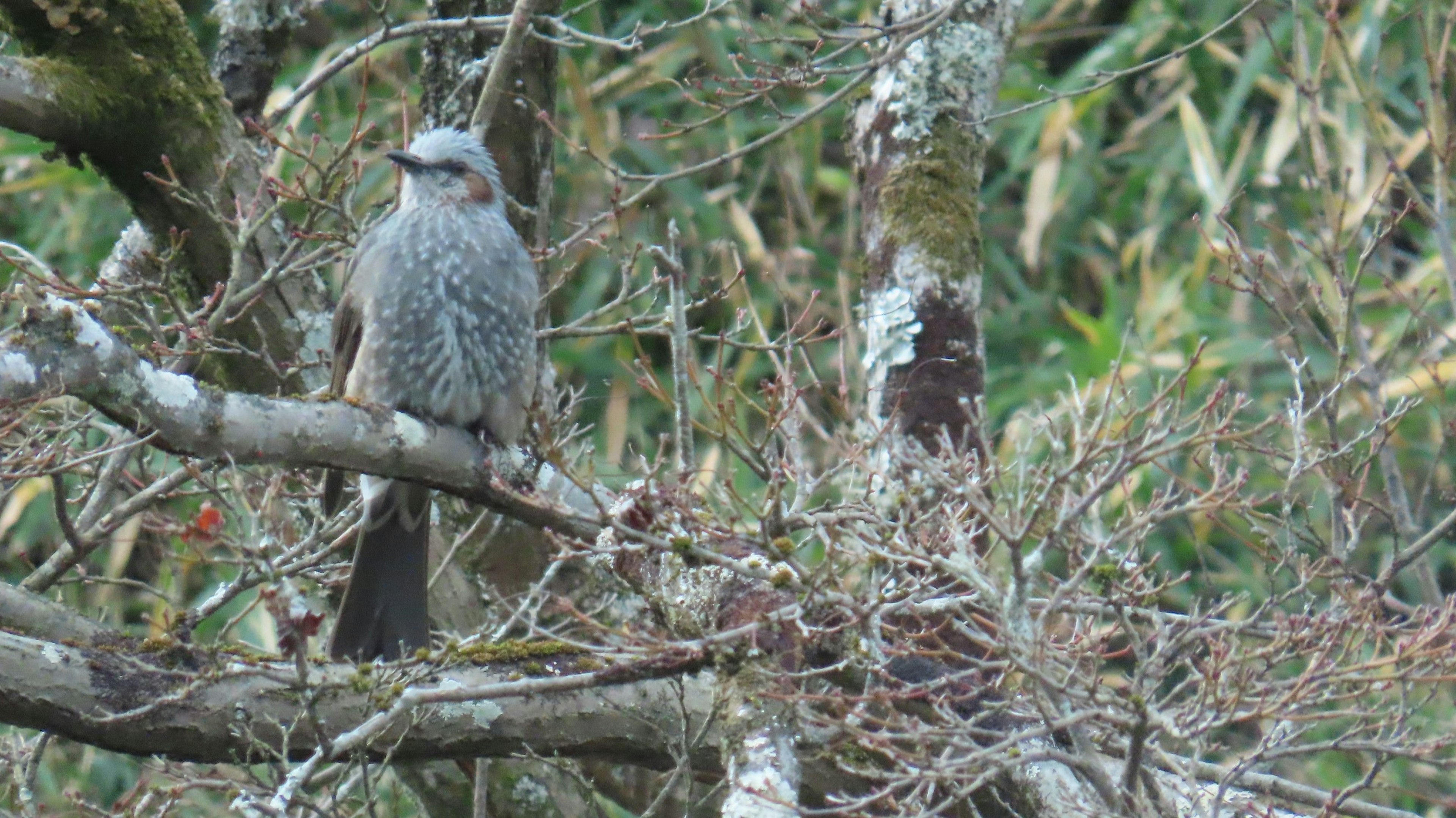 Burung abu-abu bertengger di dahan pohon