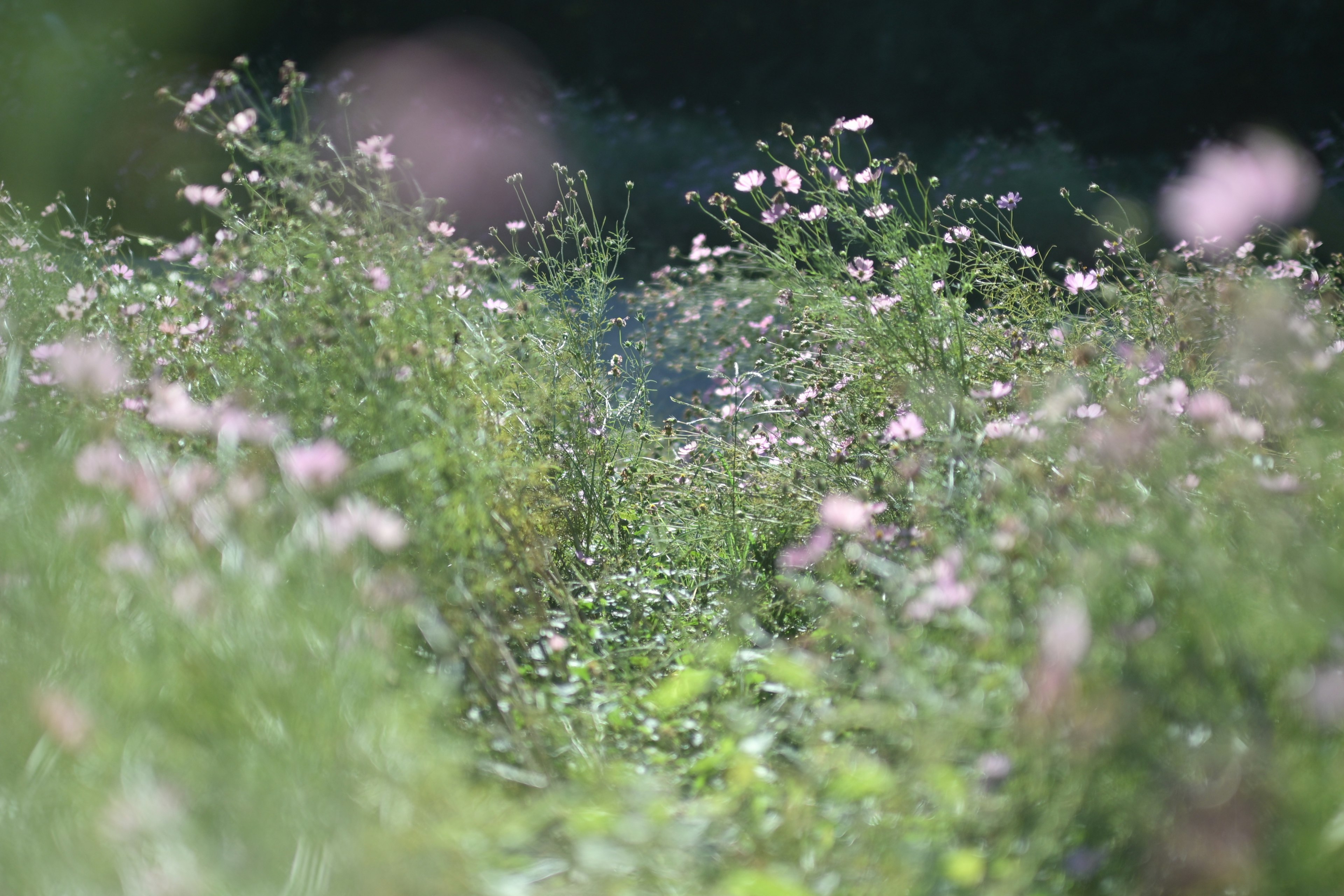 Un paesaggio con piccoli fiori rosa che sbocciano in un prato verde