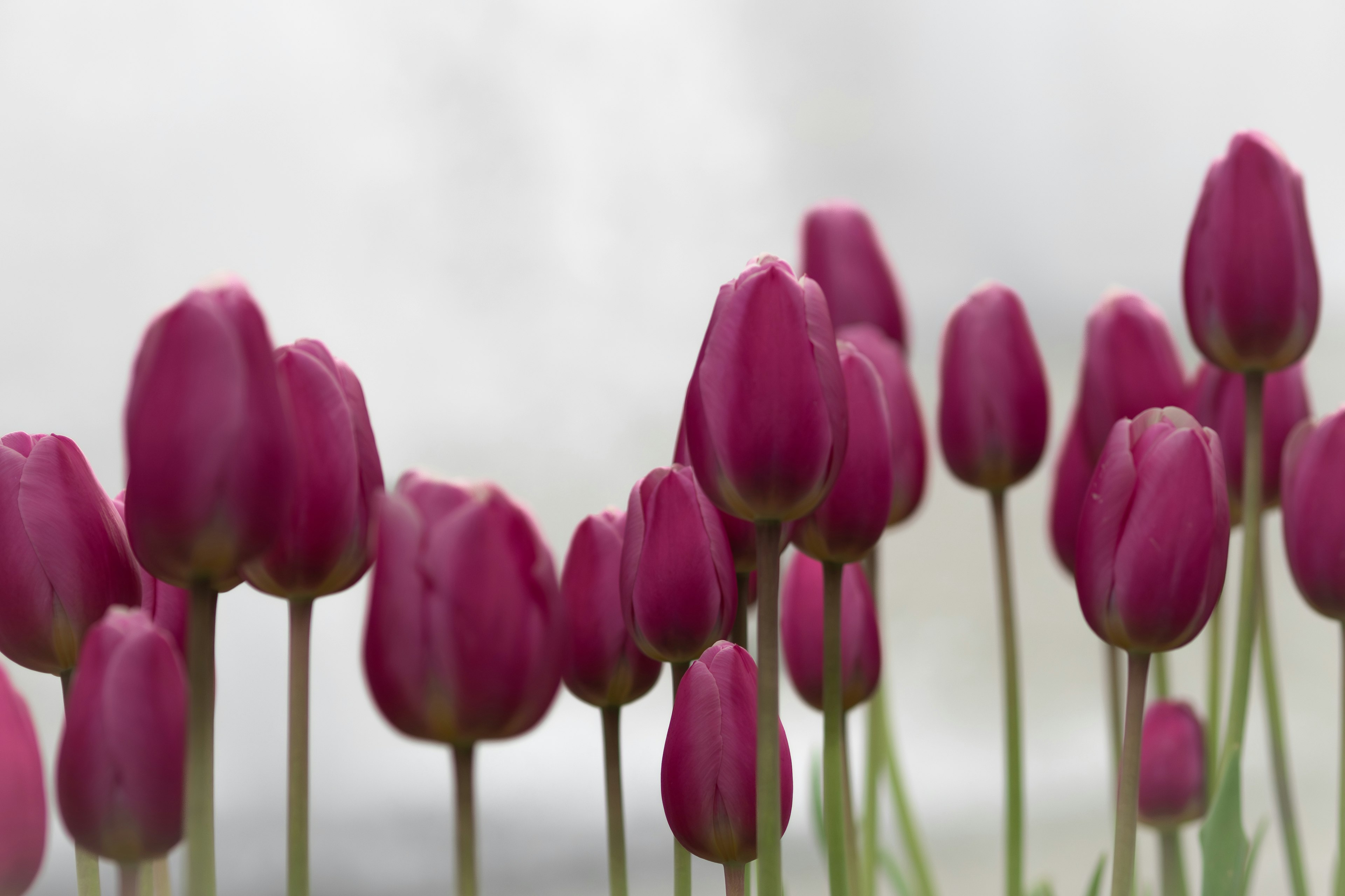 Un'immagine bella di un gruppo di tulipani viola