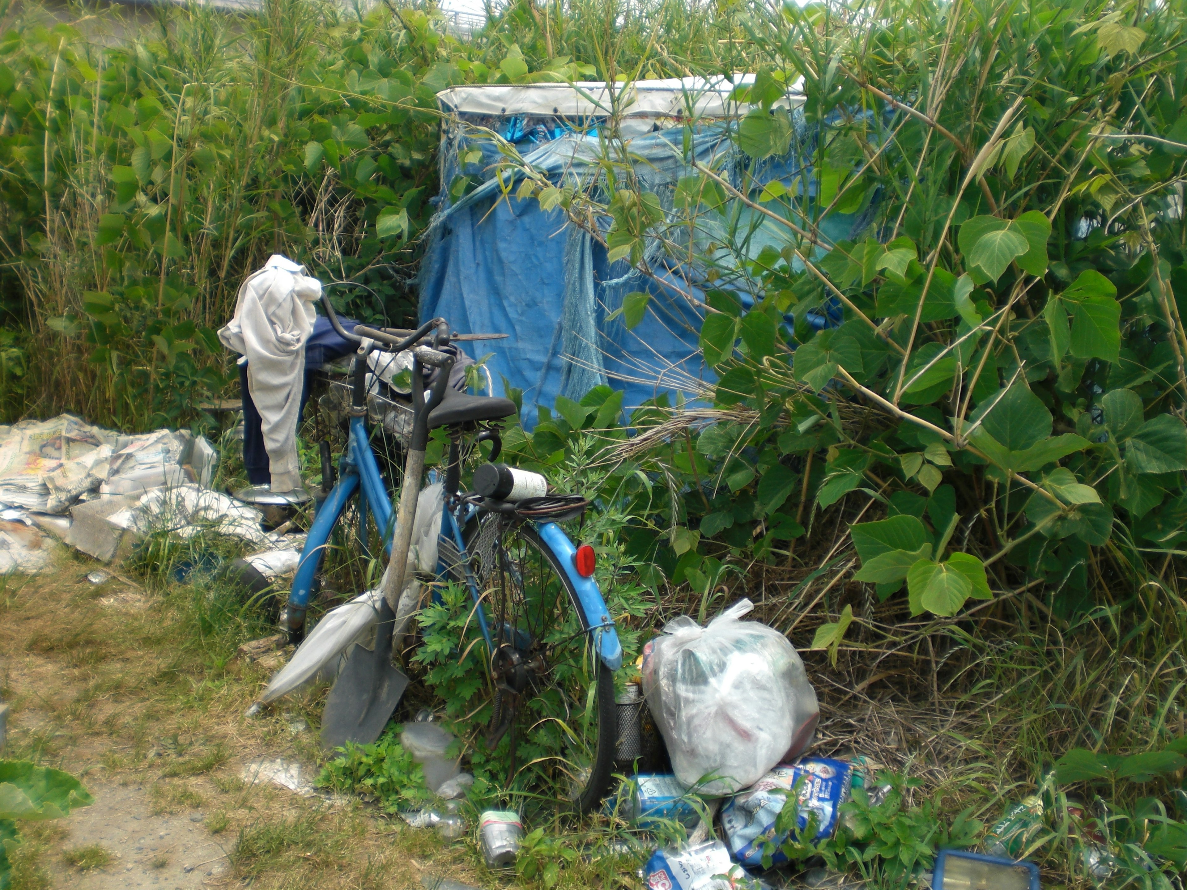 Une tente bleue entourée de grandes plantes vertes et de déchets éparpillés, y compris un vélo