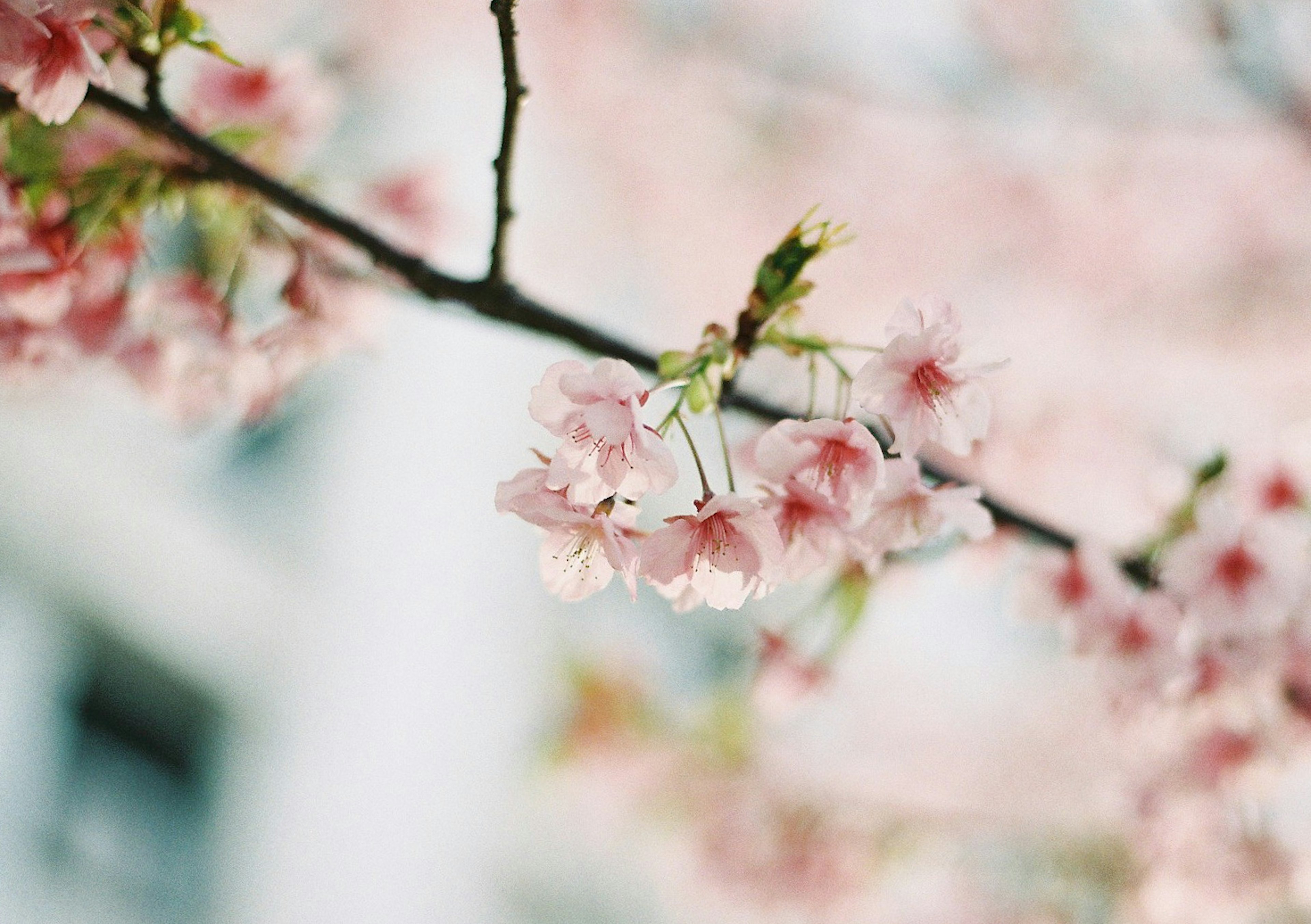 Close-up cabang bunga sakura dengan bunga pink yang lembut