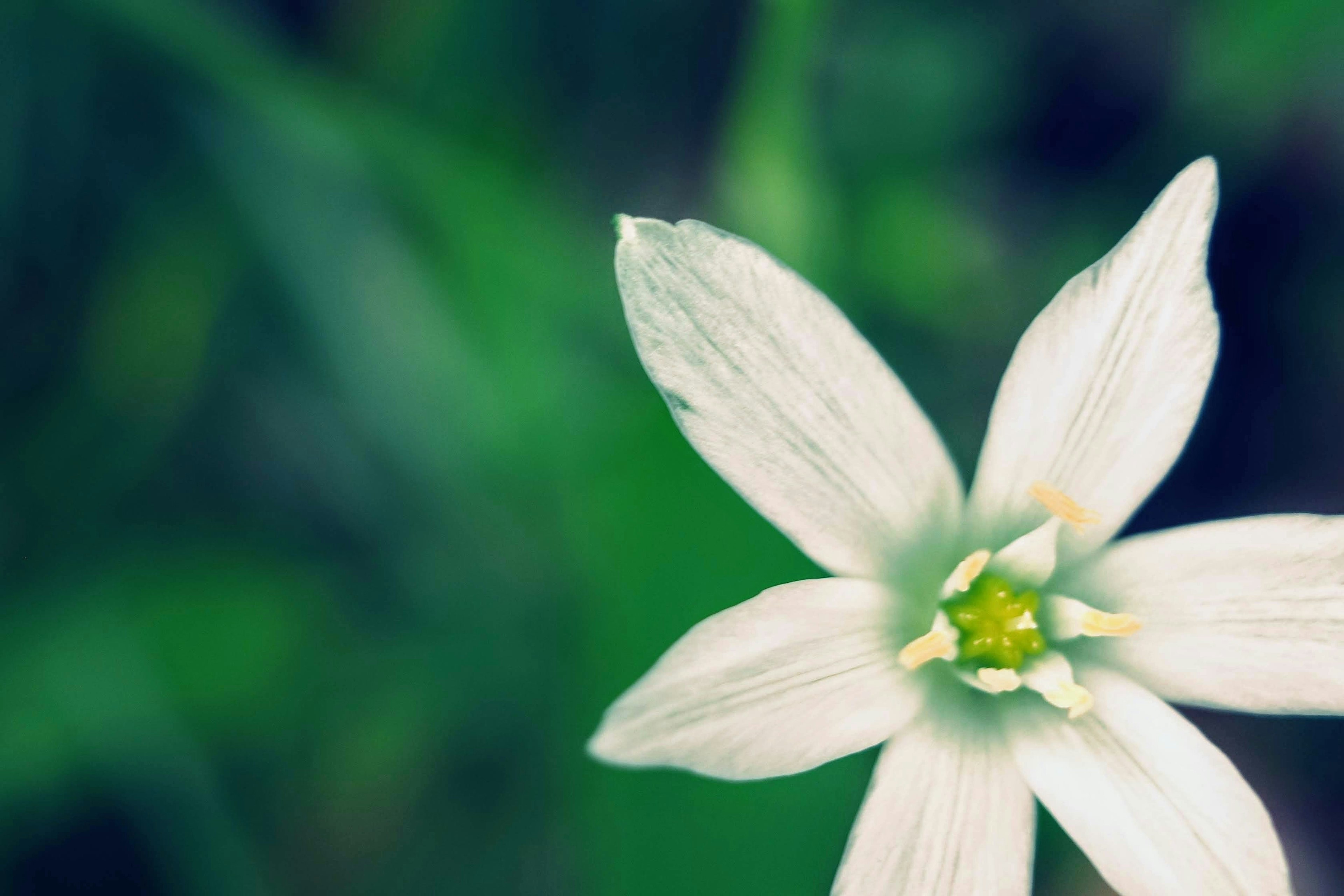 Acercamiento de una flor blanca con fondo verde y tonos suaves