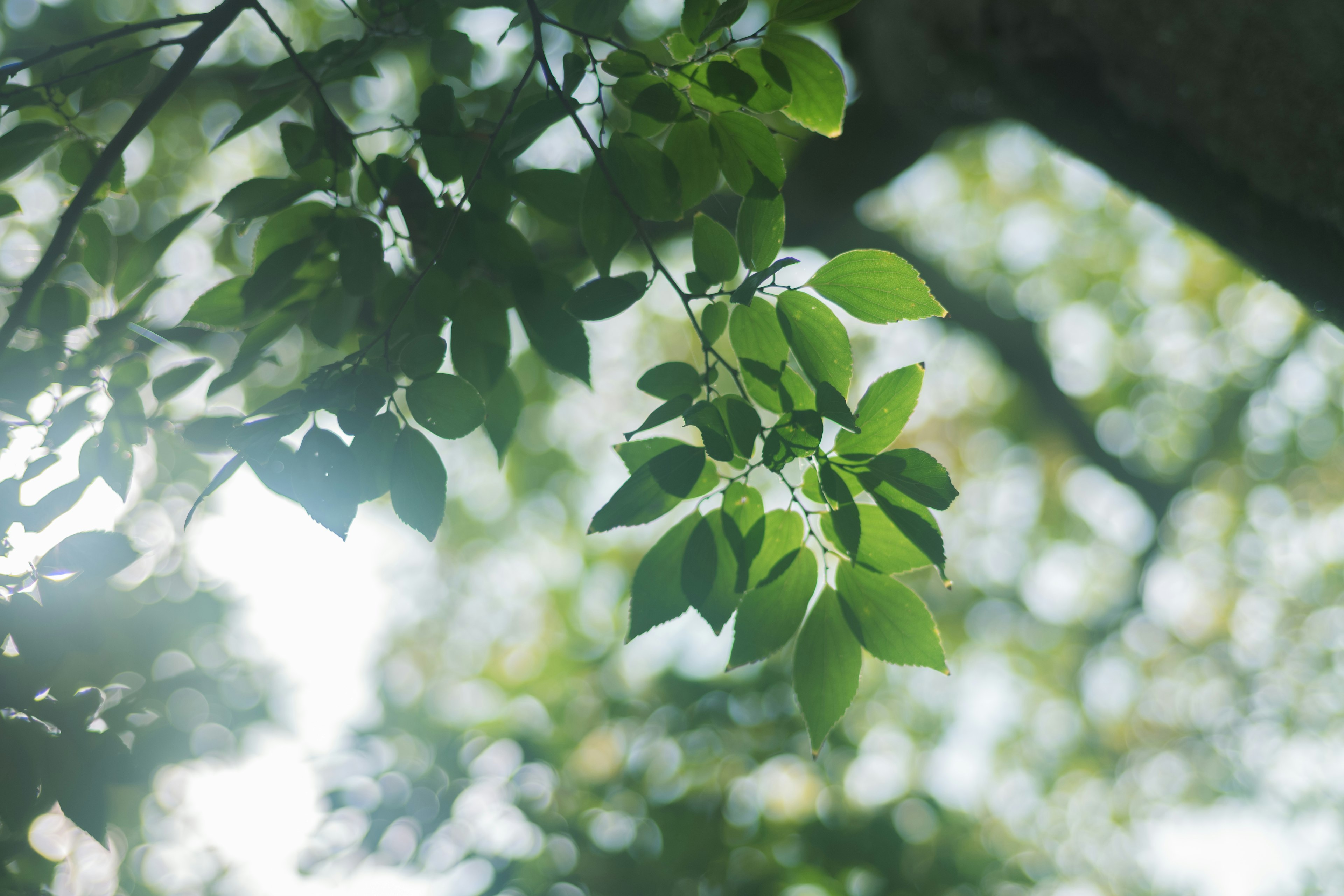 Feuilles vertes illuminées par la lumière du soleil