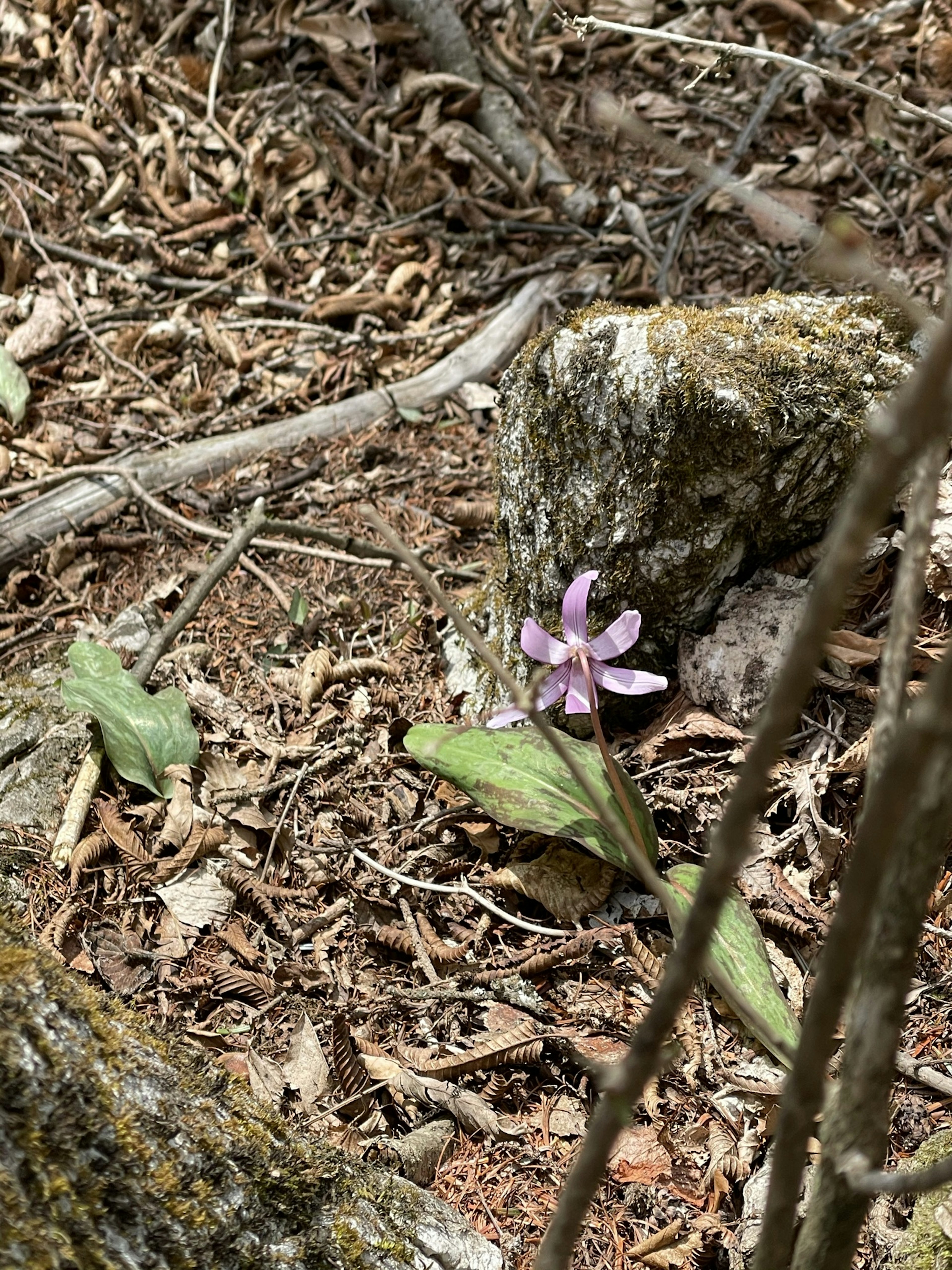 Zarte rosa Blume, die am Boden blüht, umgeben von Steinen und Blättern