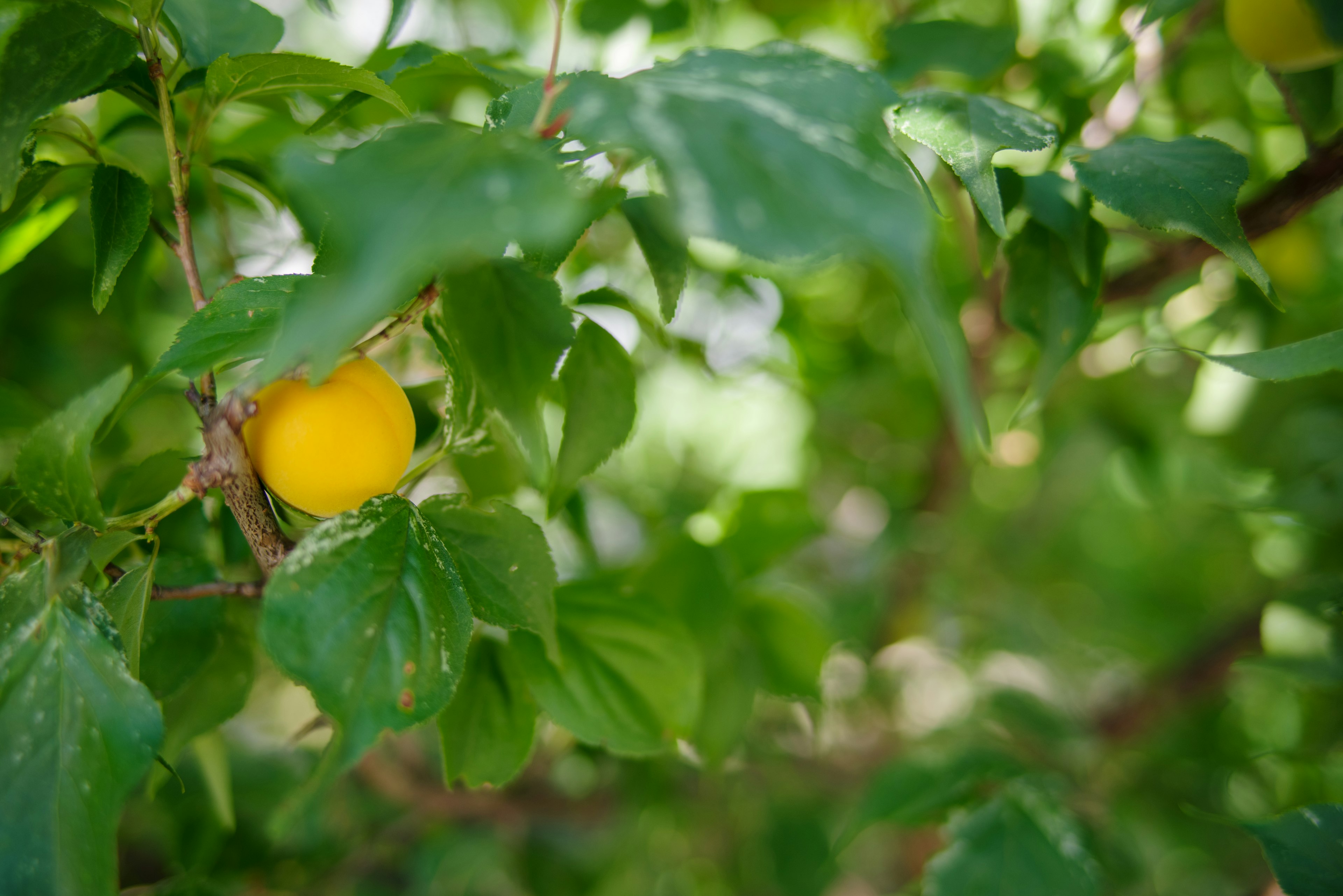 Un ramo con foglie verdi e un frutto giallo