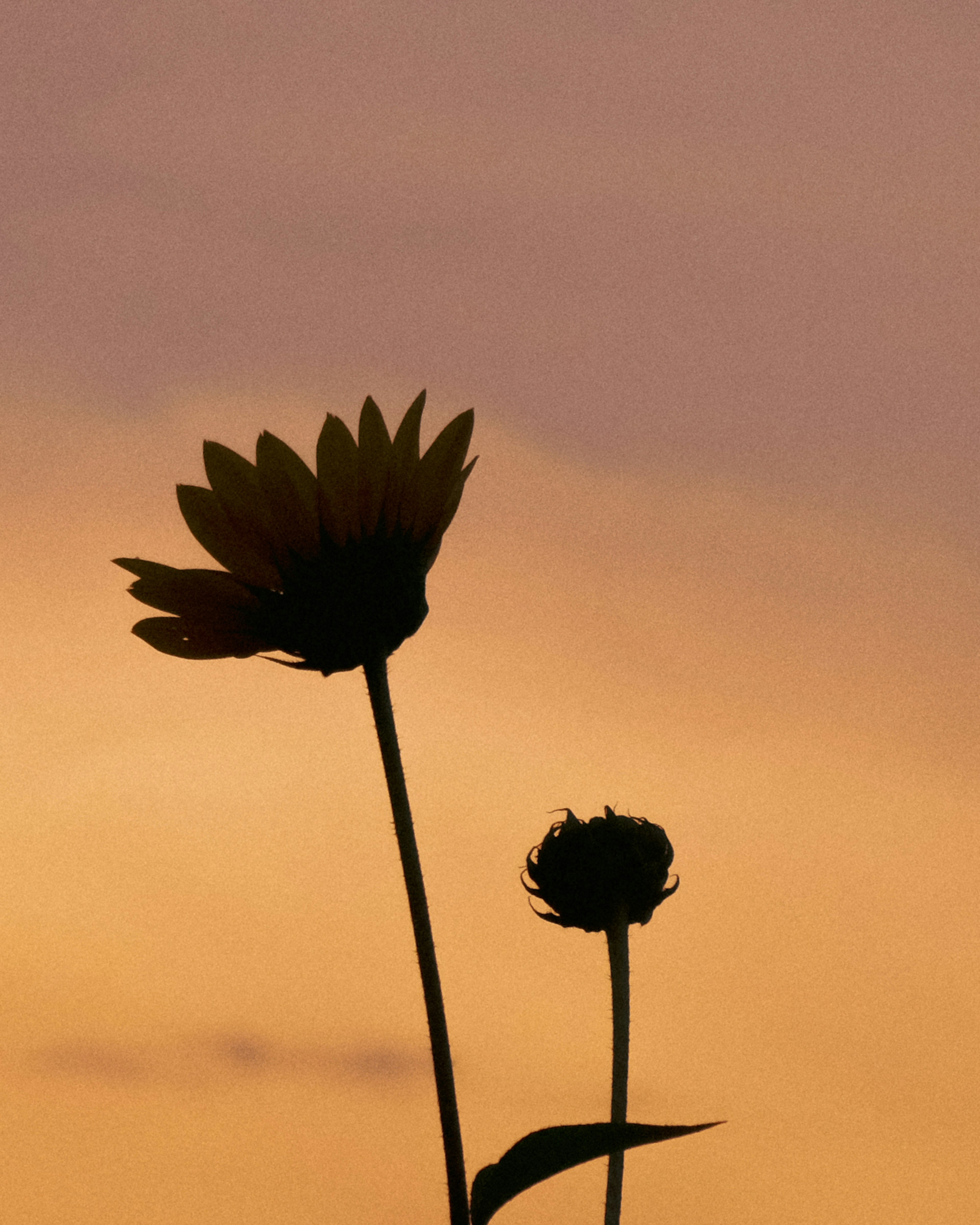 Silueta de dos flores contra un cielo al atardecer