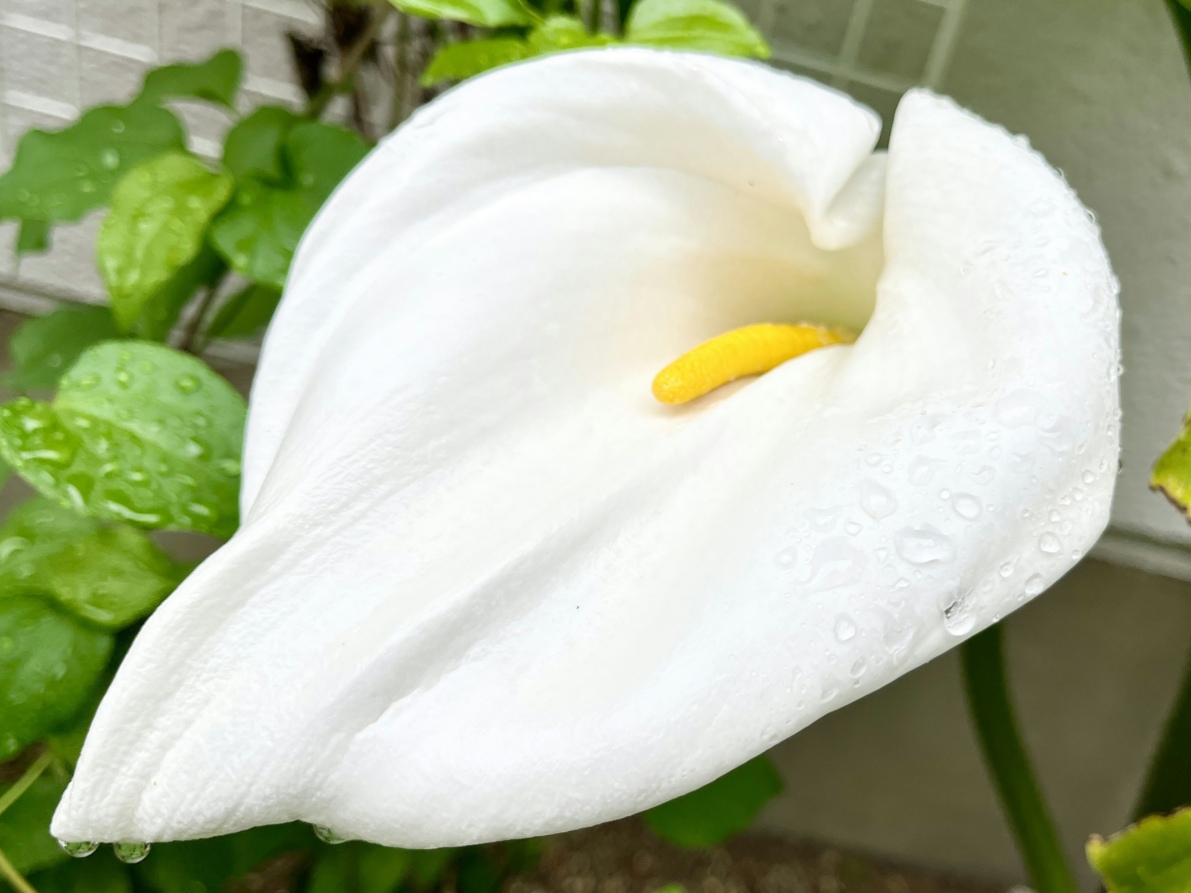 Fleur de calla blanche avec un étamine jaune et des gouttes de pluie