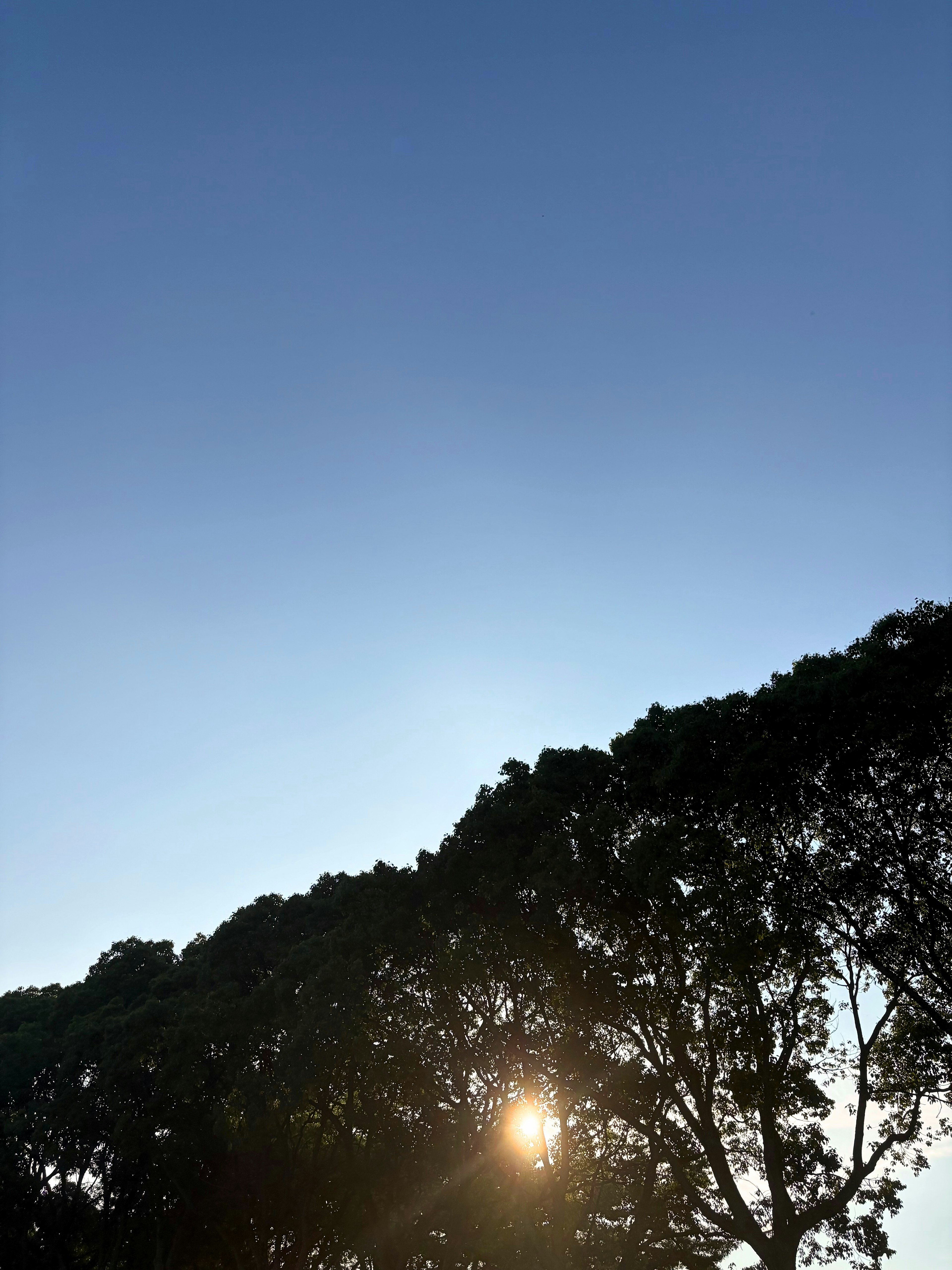 Silhouette of trees against a clear blue sky at sunset