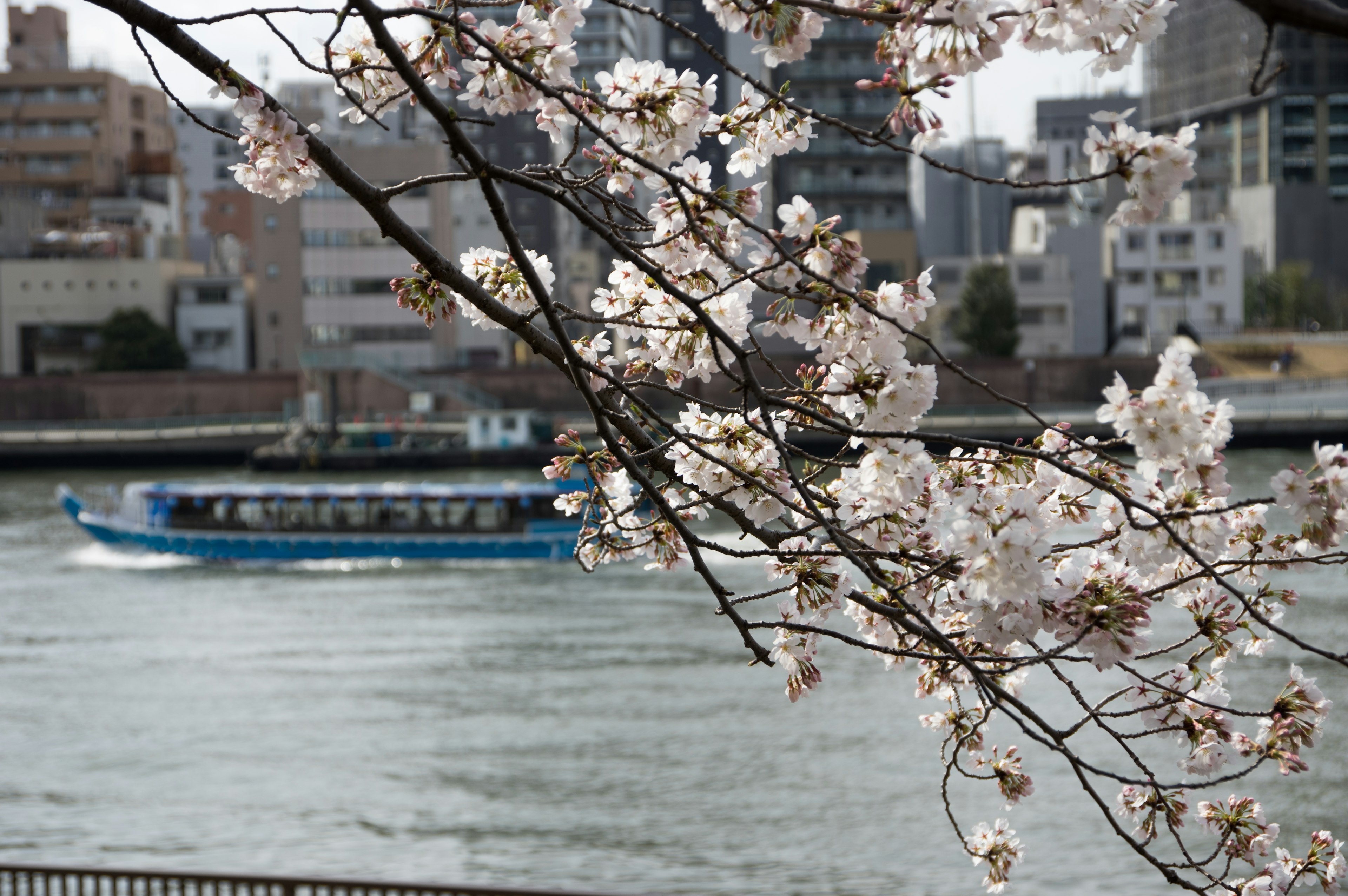 Flores de cerezo con fondo de río y ciudad