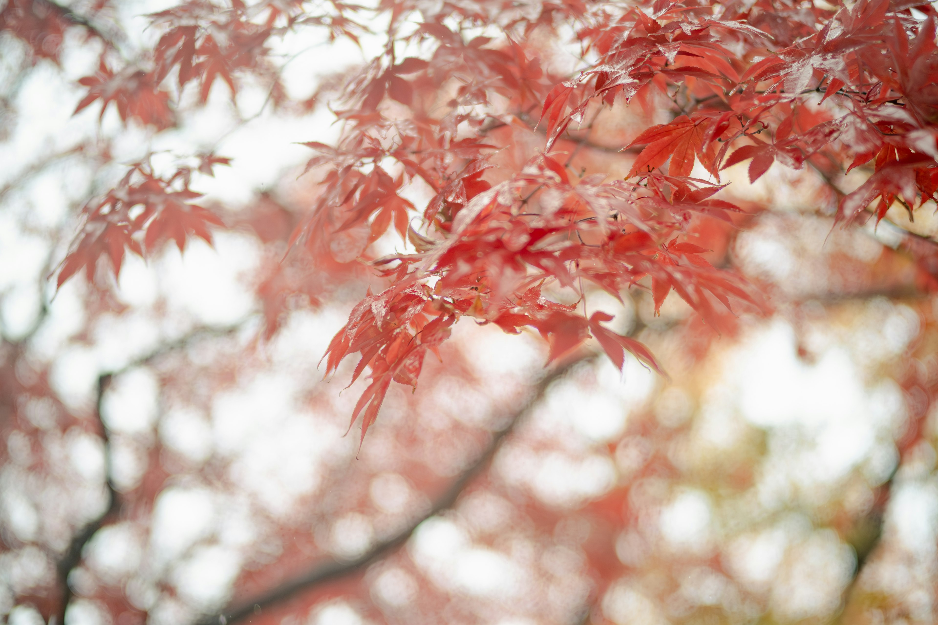 Daun maple merah bergetar lembut di cabang pada musim gugur