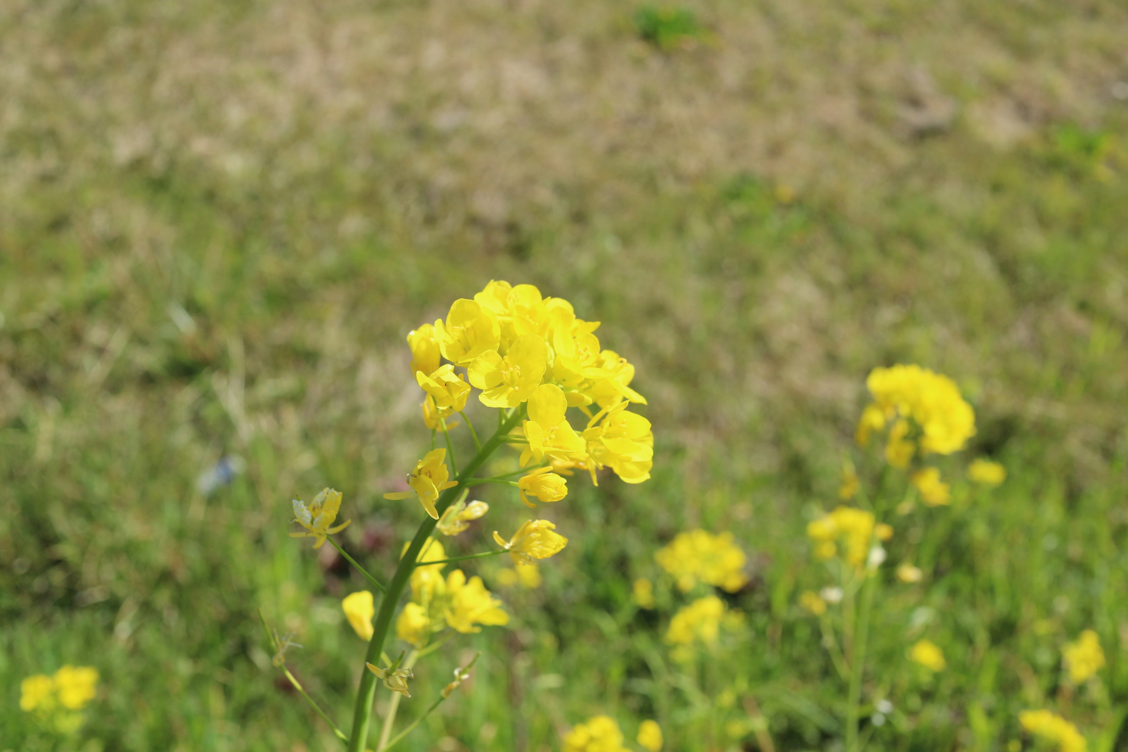 Gros plan sur des fleurs jaunes dans un champ herbeux