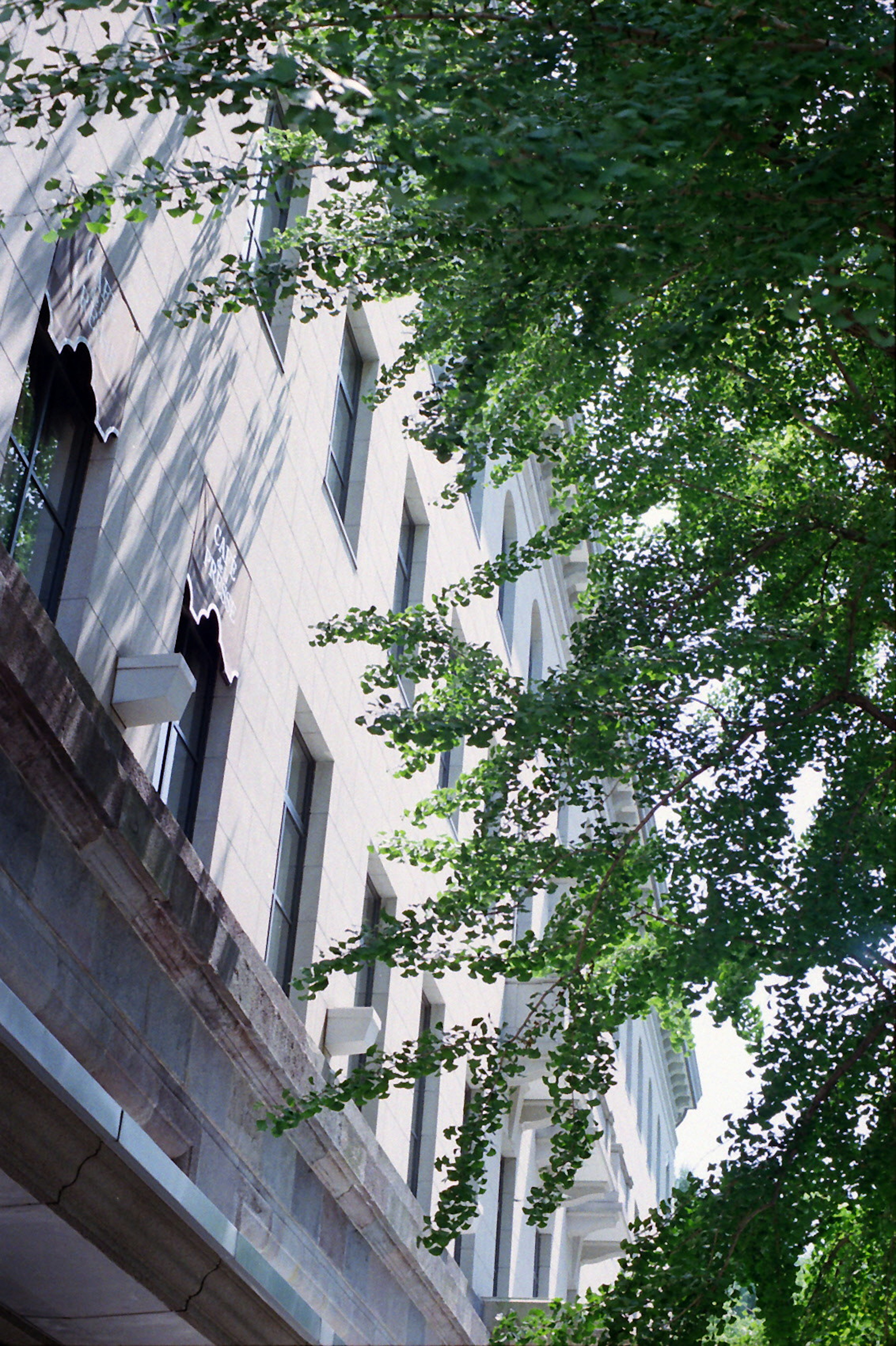 Image showing part of a building facade with green leaves