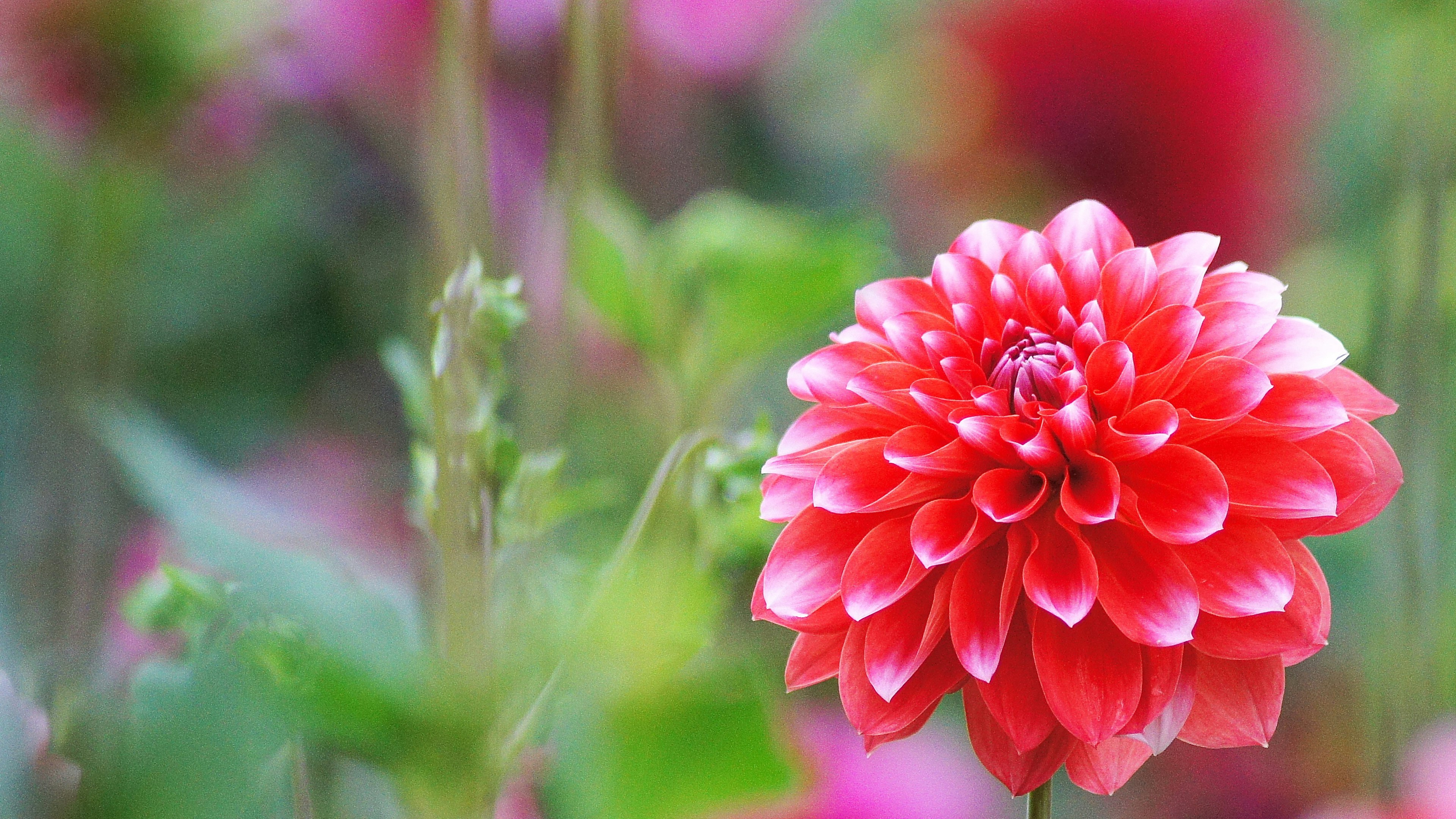 Fiore di dalia rossa vivace circondato da foglie verdi