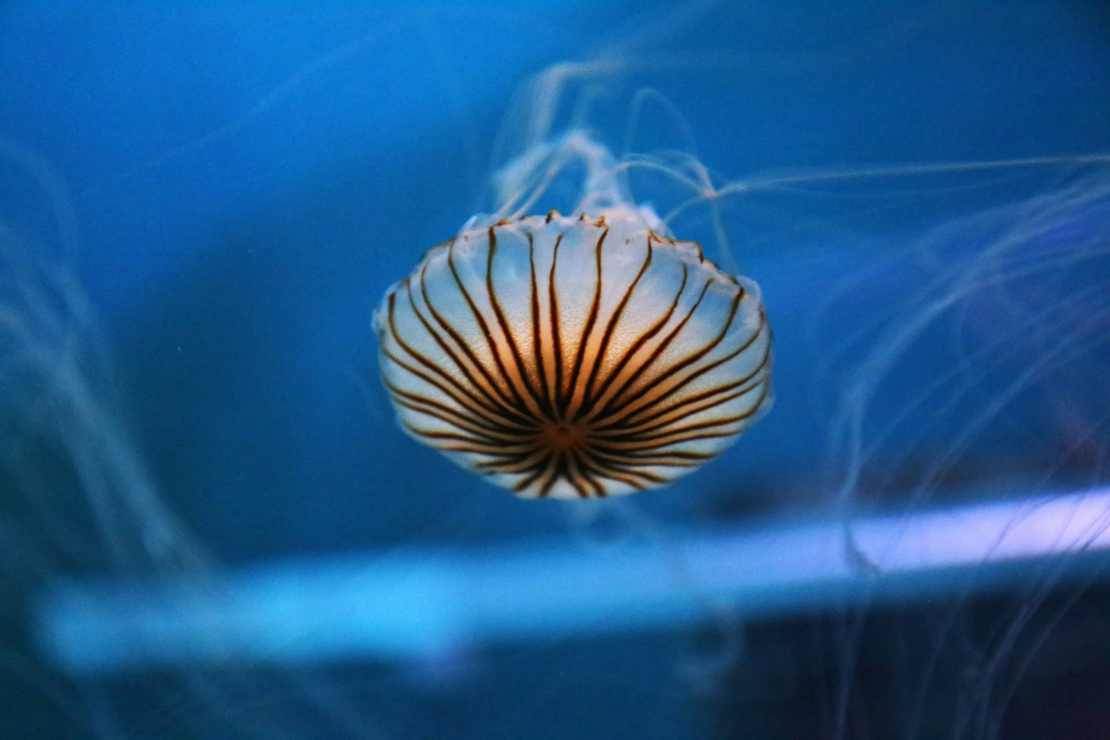 A jellyfish elegantly floating in blue water