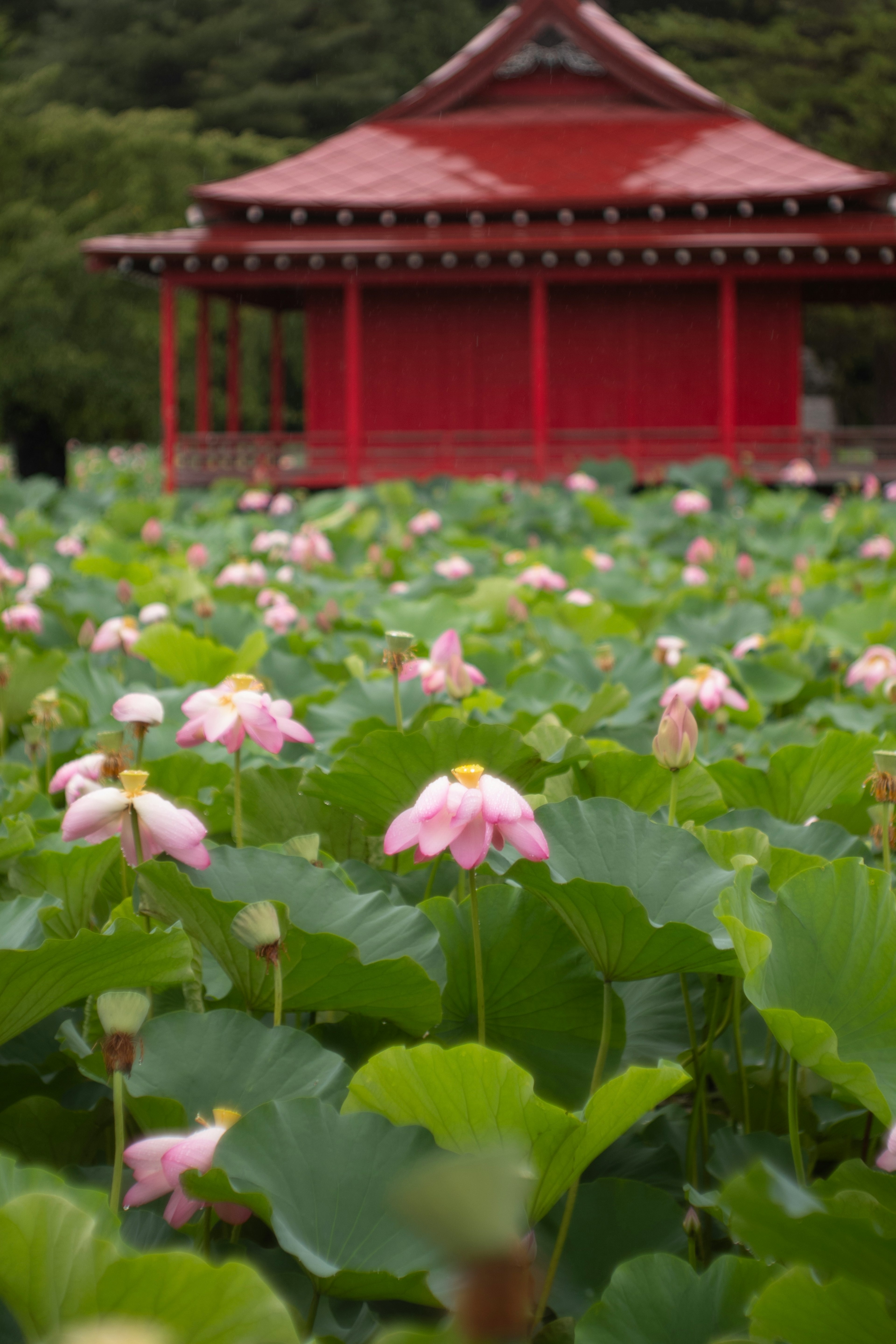 美しい蓮の花と赤い建物の風景