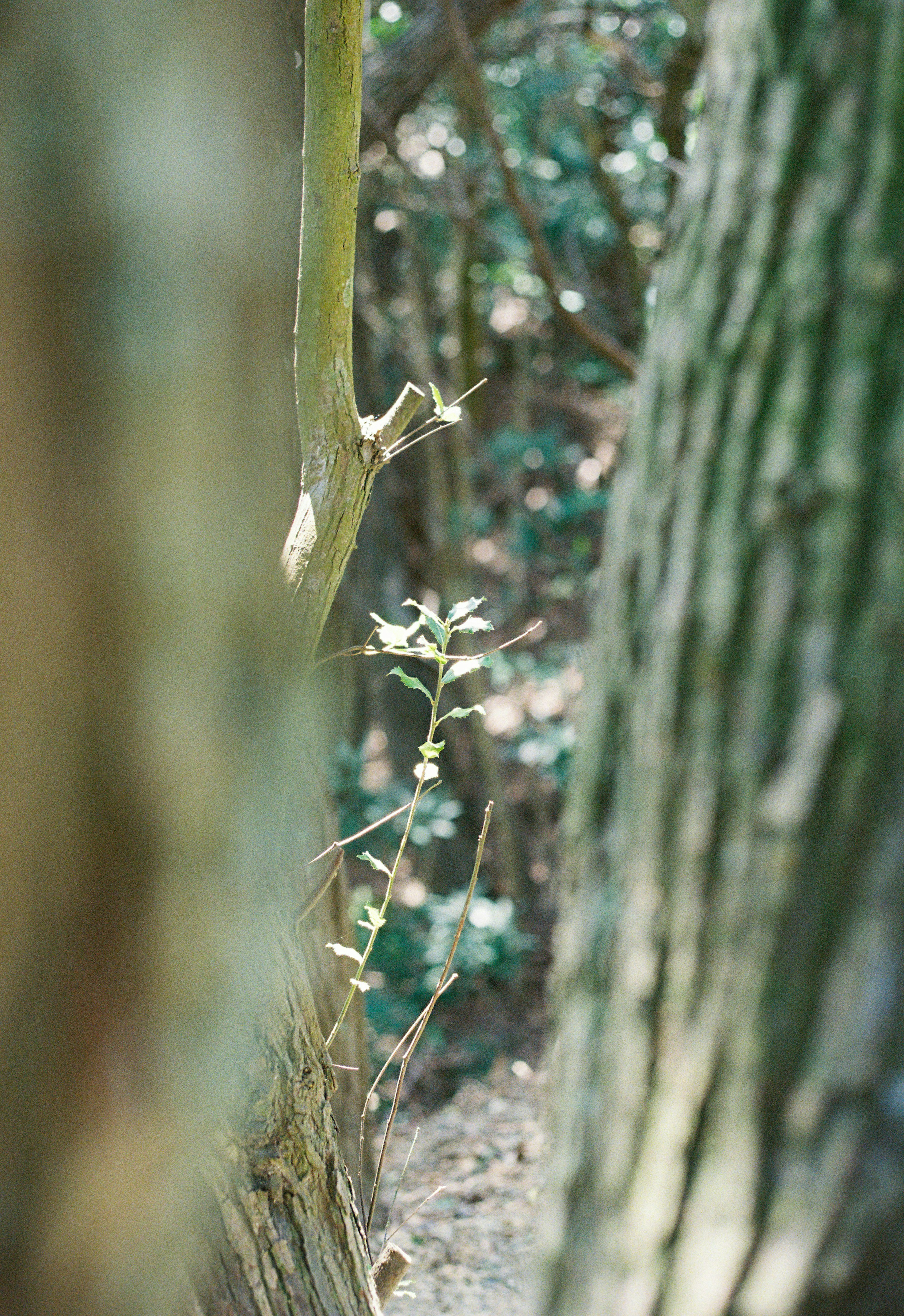 Close-up of young leaves and branches visible between trees