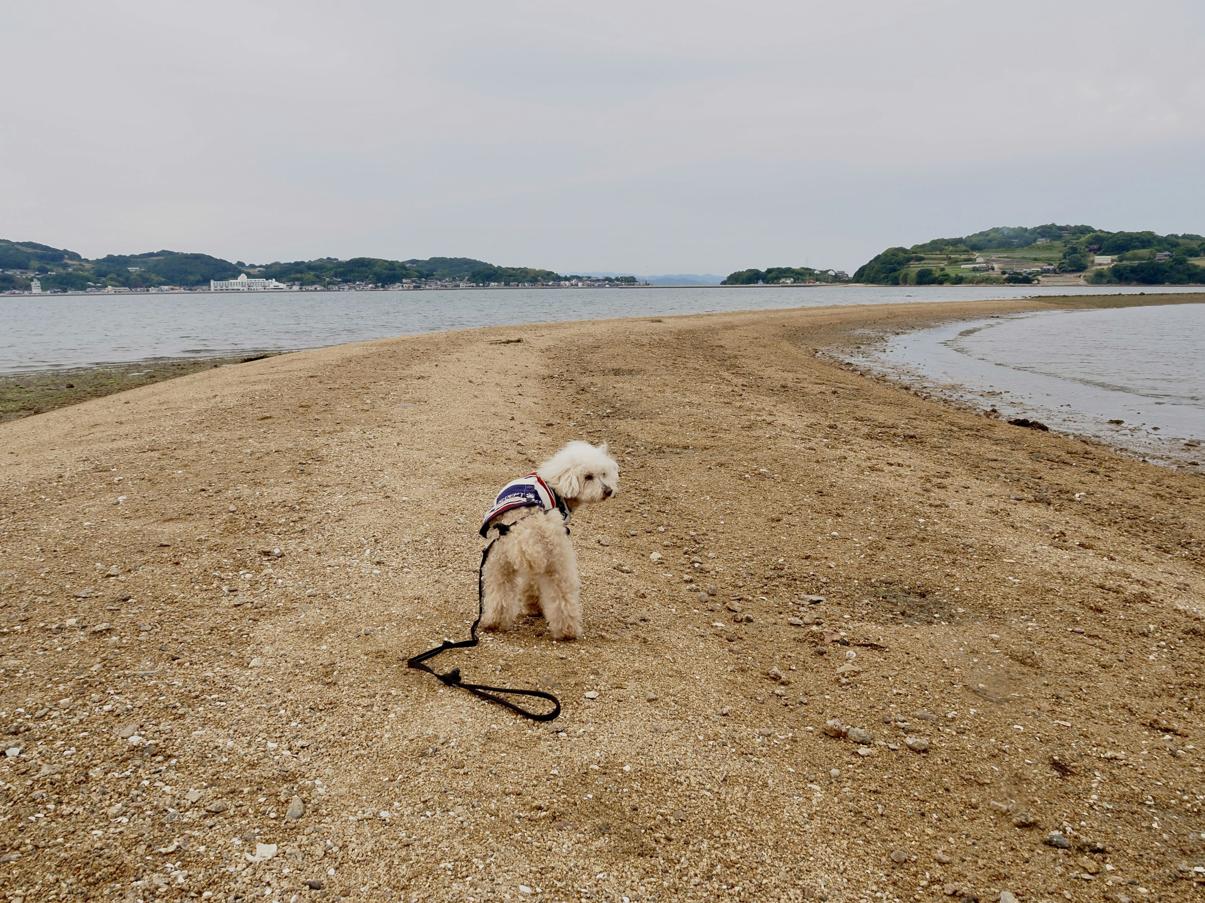 Ein Hund, der an einem Sandstrand mit ruhigem Meer im Hintergrund spazieren geht