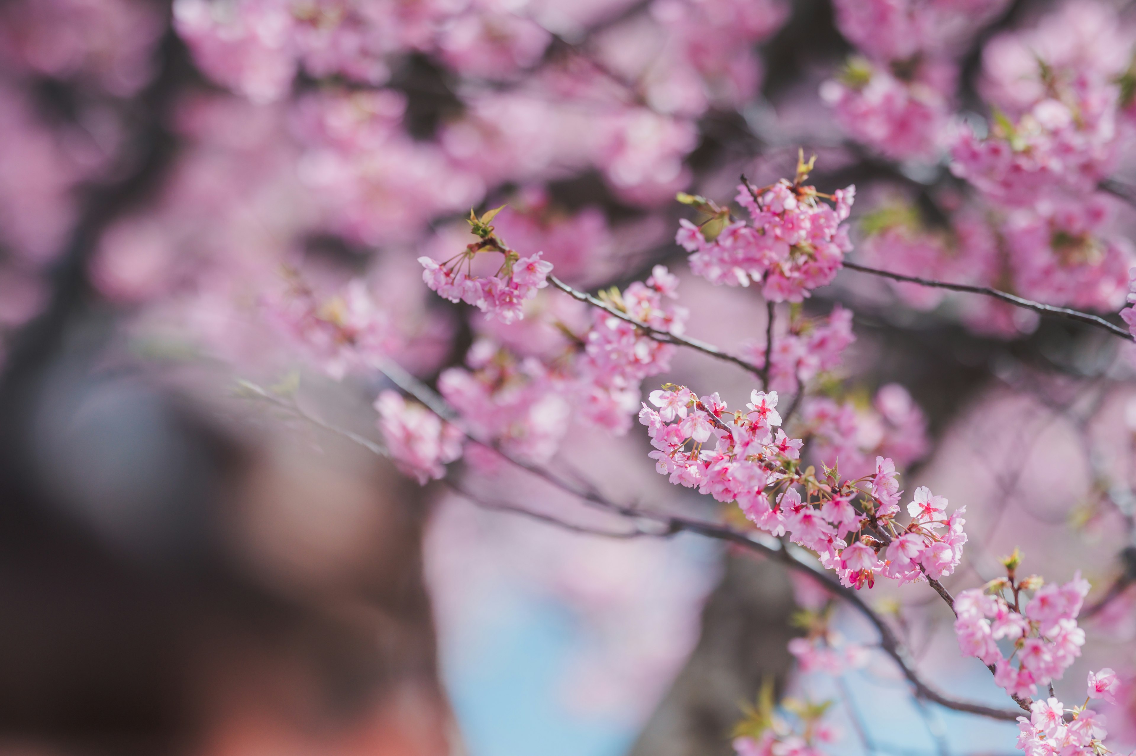 桜の花が咲いている枝のクローズアップぼかし背景