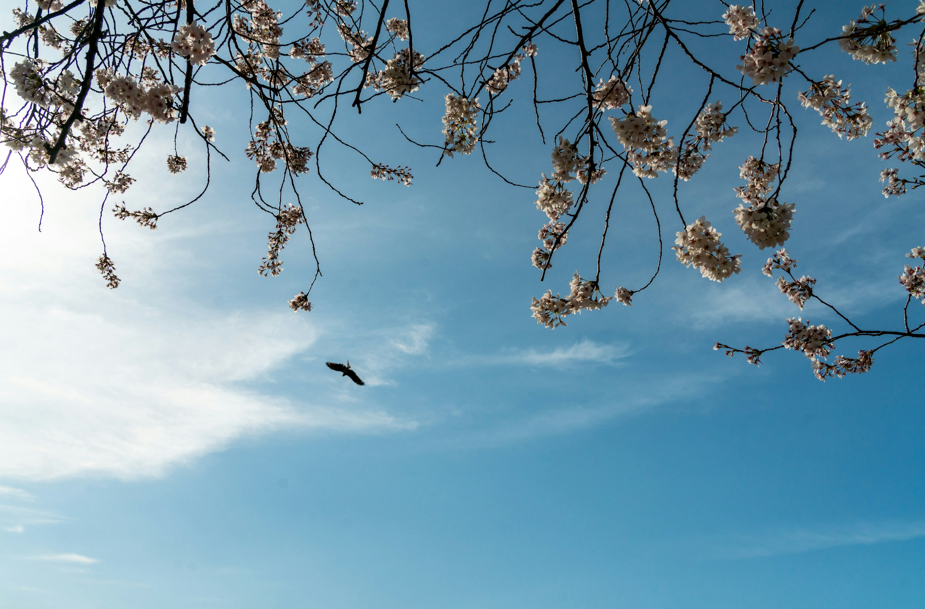 Fleurs de cerisier en pleine floraison sous un ciel bleu avec un oiseau en vol