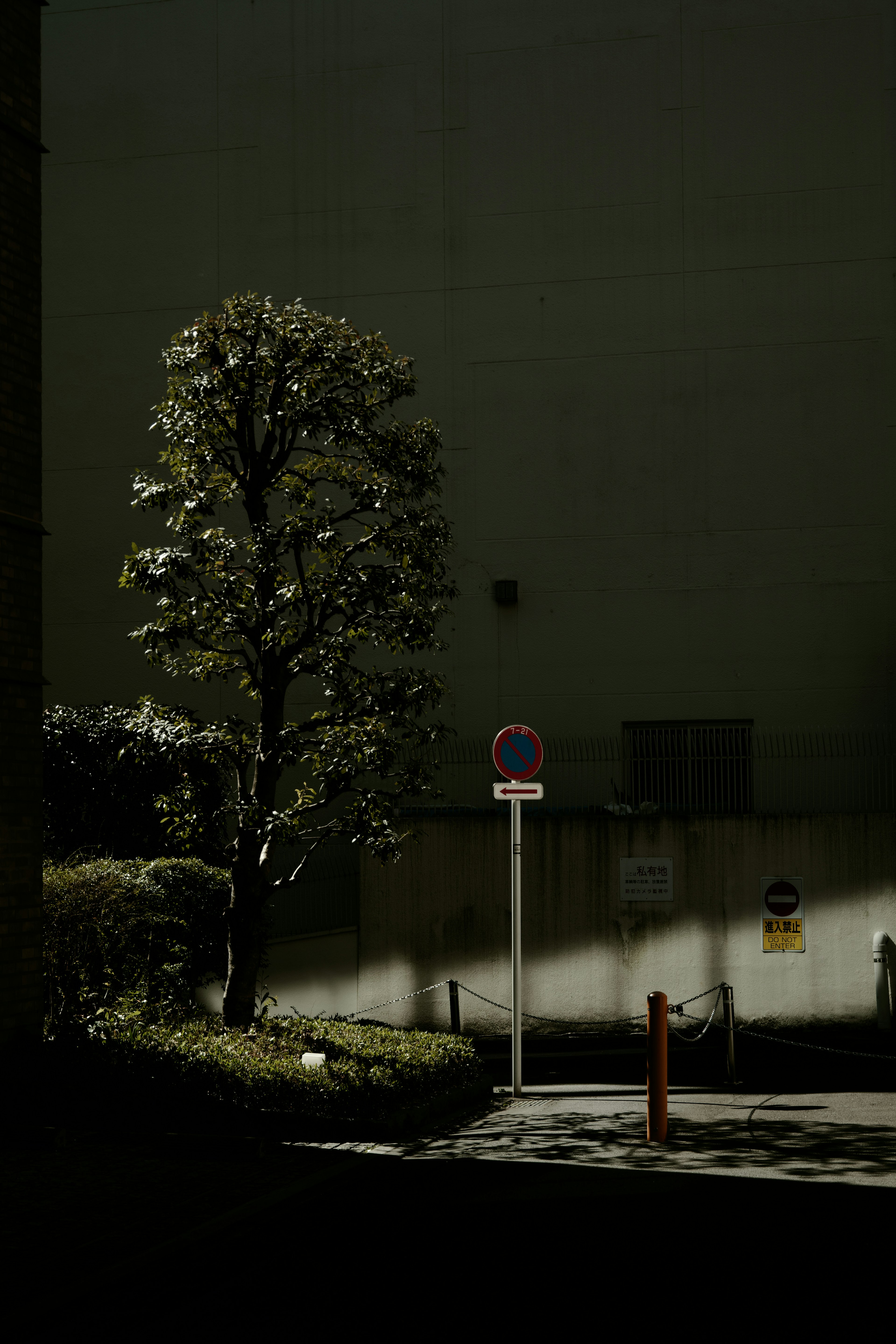 Tree and bus stop sign against a dark background